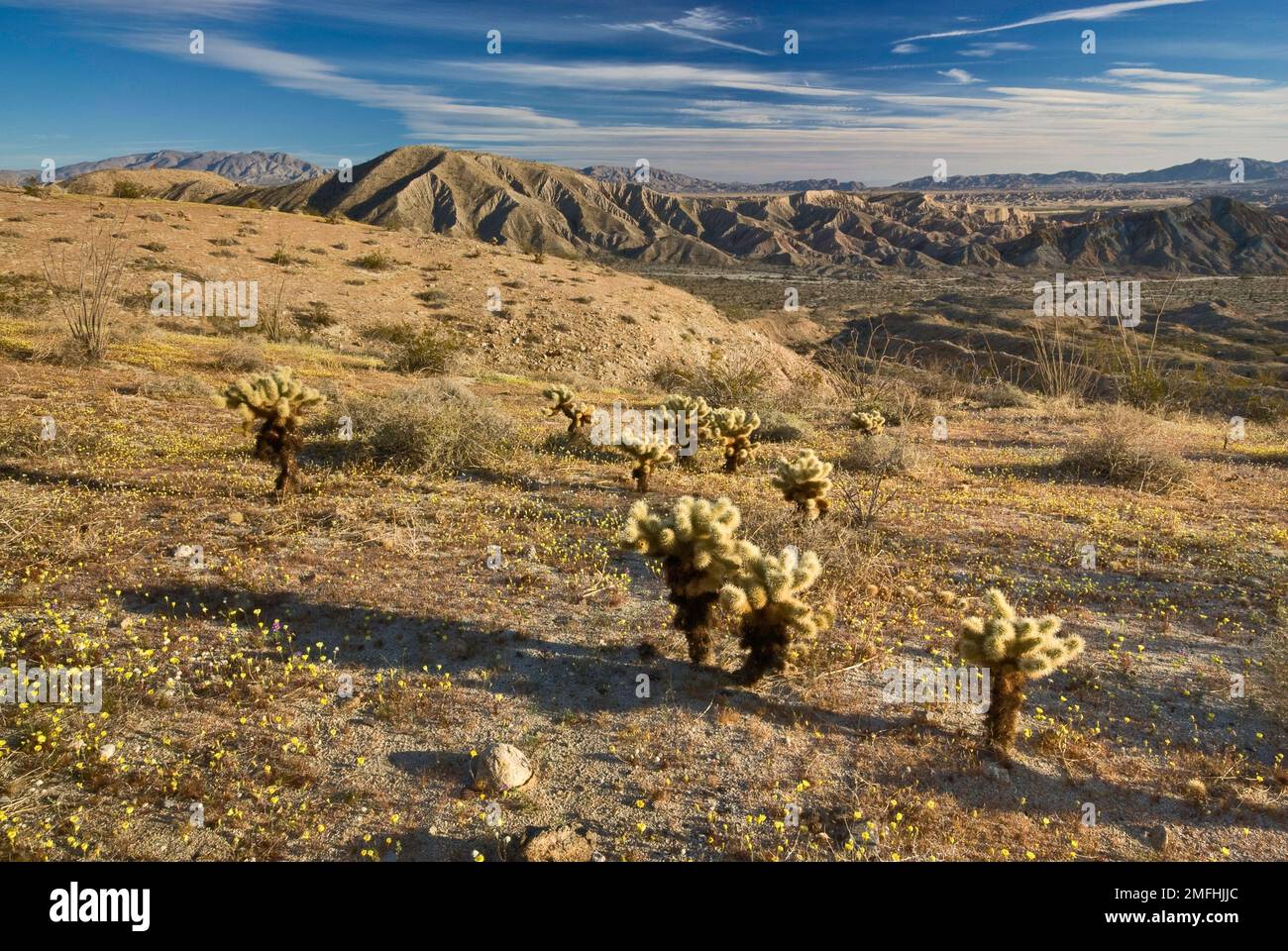 Cholla-Kakteen, Ocotillos und blühende Sonnenblumen in der Wüste im Frühling im Anza Borrego Desert Park, Kalifornien, USA Stockfoto