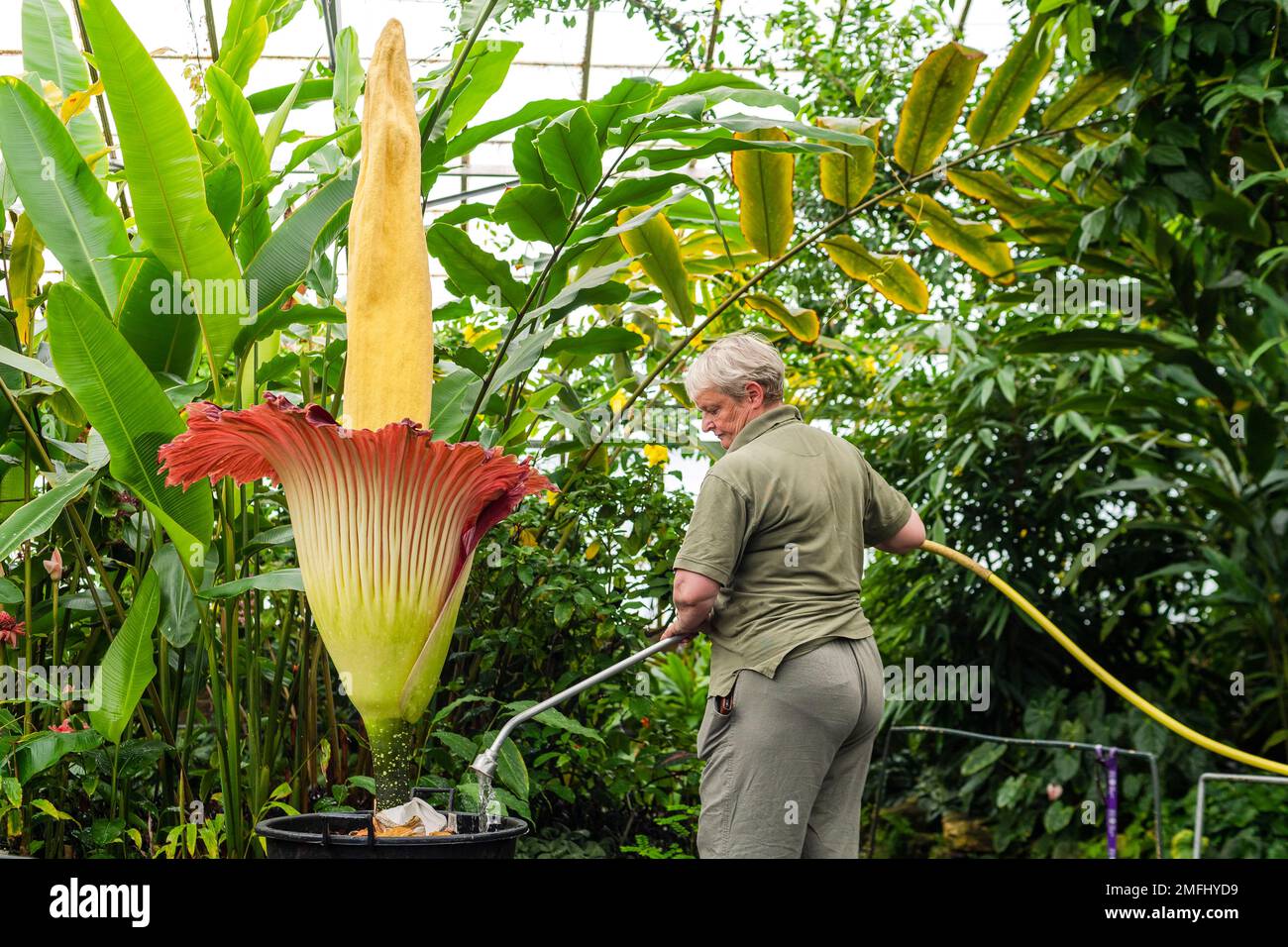 Die Mitarbeiterin Fiona Inches steht neben der letzten Blüte von „Amorphophallus titanum“, dem noch namenlosen zweiten Nachwuchs von New Reekie, der aus dem Blattschnitt gewachsen ist. Bei 184cm ist der zentrale (gelbe) Spadix-Teil der Blume, der ihr ihre Höhe verleiht, eine Schwammstruktur, die luftgefüllt ist; Und Blumen für maximal 2-4 Tage, dann wird nicht erwartet, dass sie für mindestens 2 Jahre wieder blühen, im Royal Botanic Garden in Edinburgh. Der natürliche Lebensraum der Pflanze befindet sich in Sumatra. Kredit: Euan Cherry Stockfoto