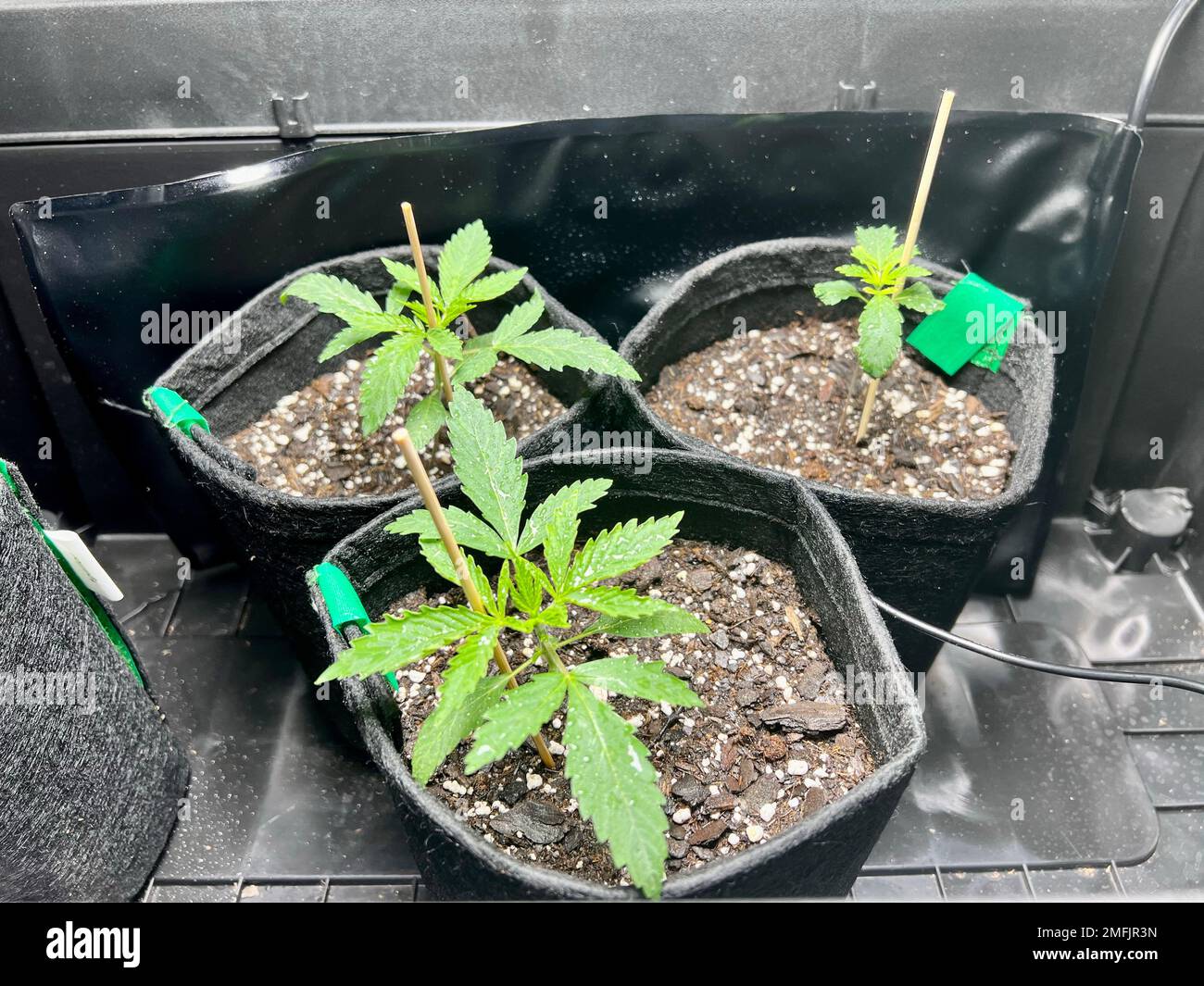 Eine Nahaufnahme von drei Marijuana, Cannabispflanzen, die in schwarzen Vasen gepflanzt wurden Stockfoto