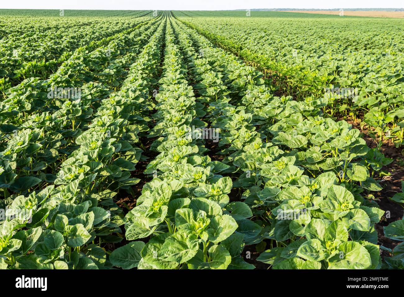 Grünfeld der Sonnenblumenreifung, landwirtschaftliche Landschaft. Nicht blühende Pflanze. Sonnenblumenplantagen bei Sonnenuntergang. Vor dem Hintergrund der Sonne. Yo Stockfoto