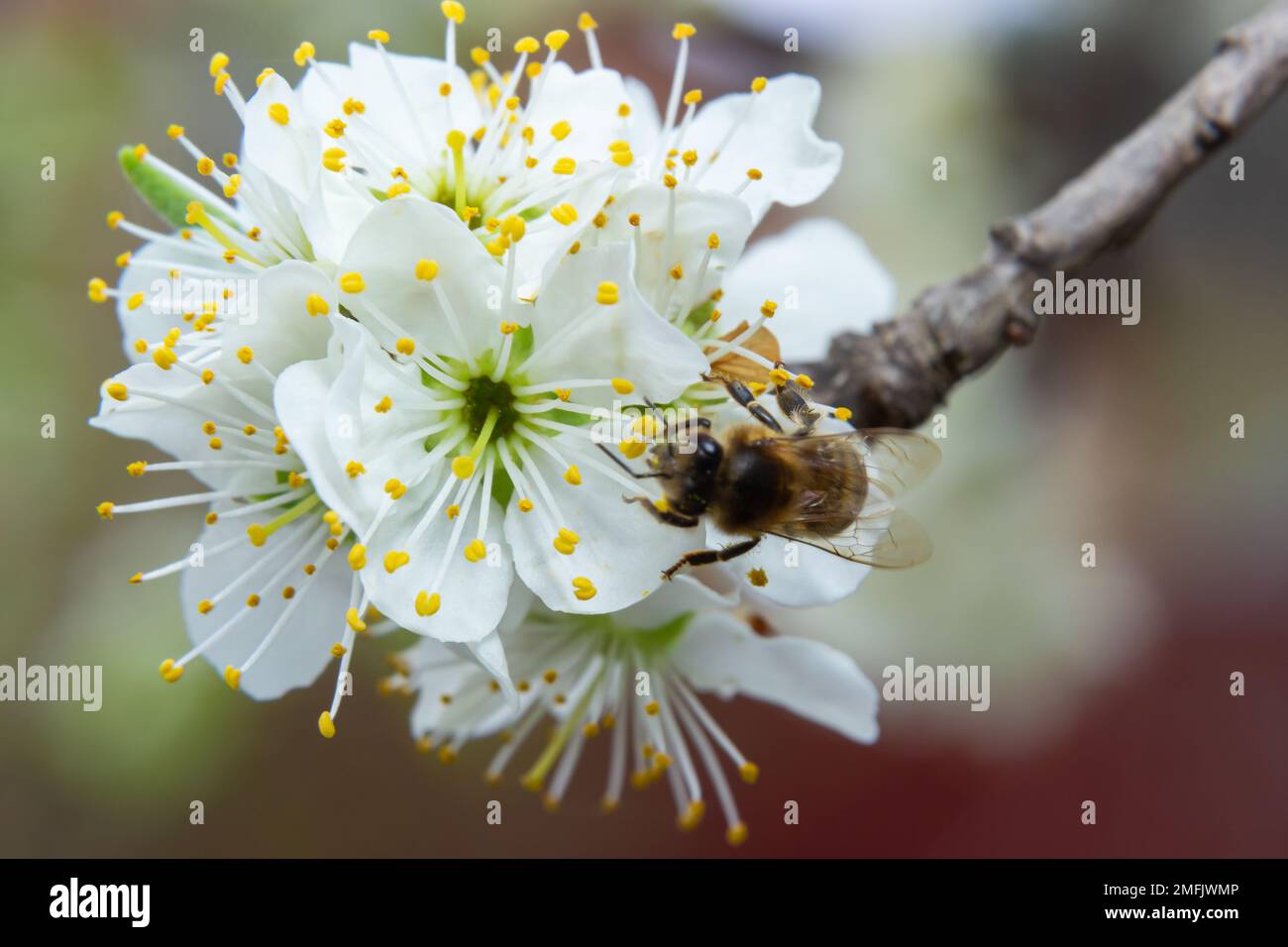 Honigbienenfliegen, Pflaumenblüten füttern und bestäuben in einem Pflaumengarten. Stockfoto