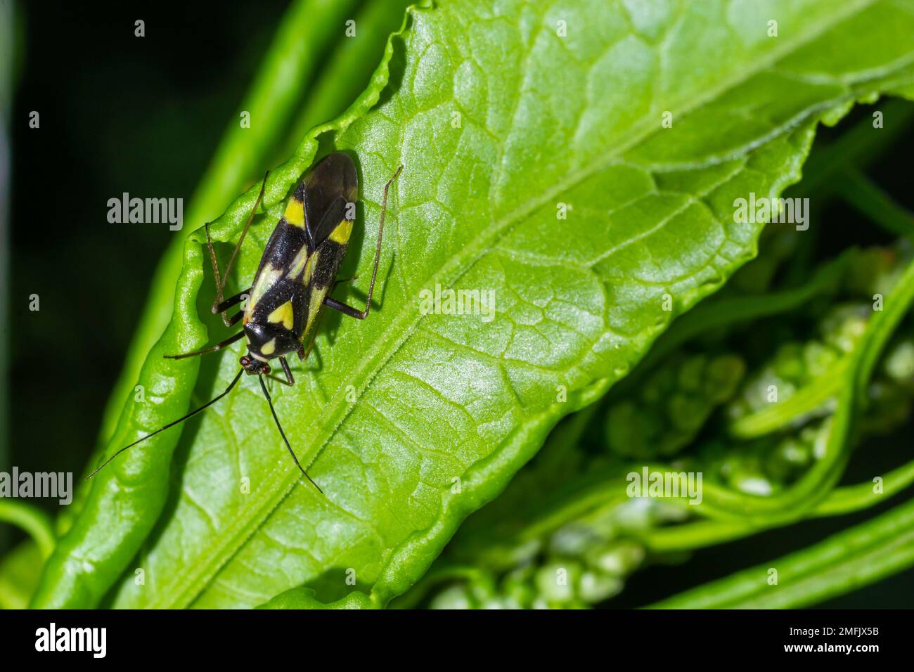 Käfer aus der Familie Miridae auf Pflanzenblättern. Im Wald an einem Sommertag. Stockfoto