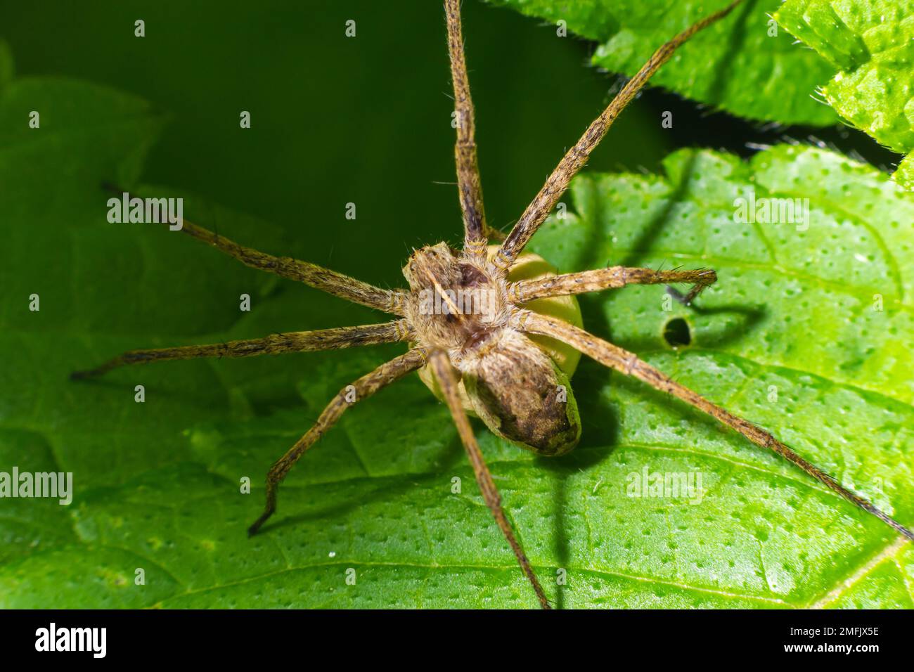 Pisaura Mirabilis, die im Juli ihren Eiersack trug. Stockfoto