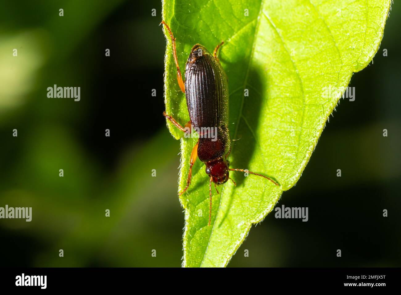 Kupferfarbener Käfer auf Gras in einer natürlichen Umgebung. Sommer, Traumtag. Stockfoto