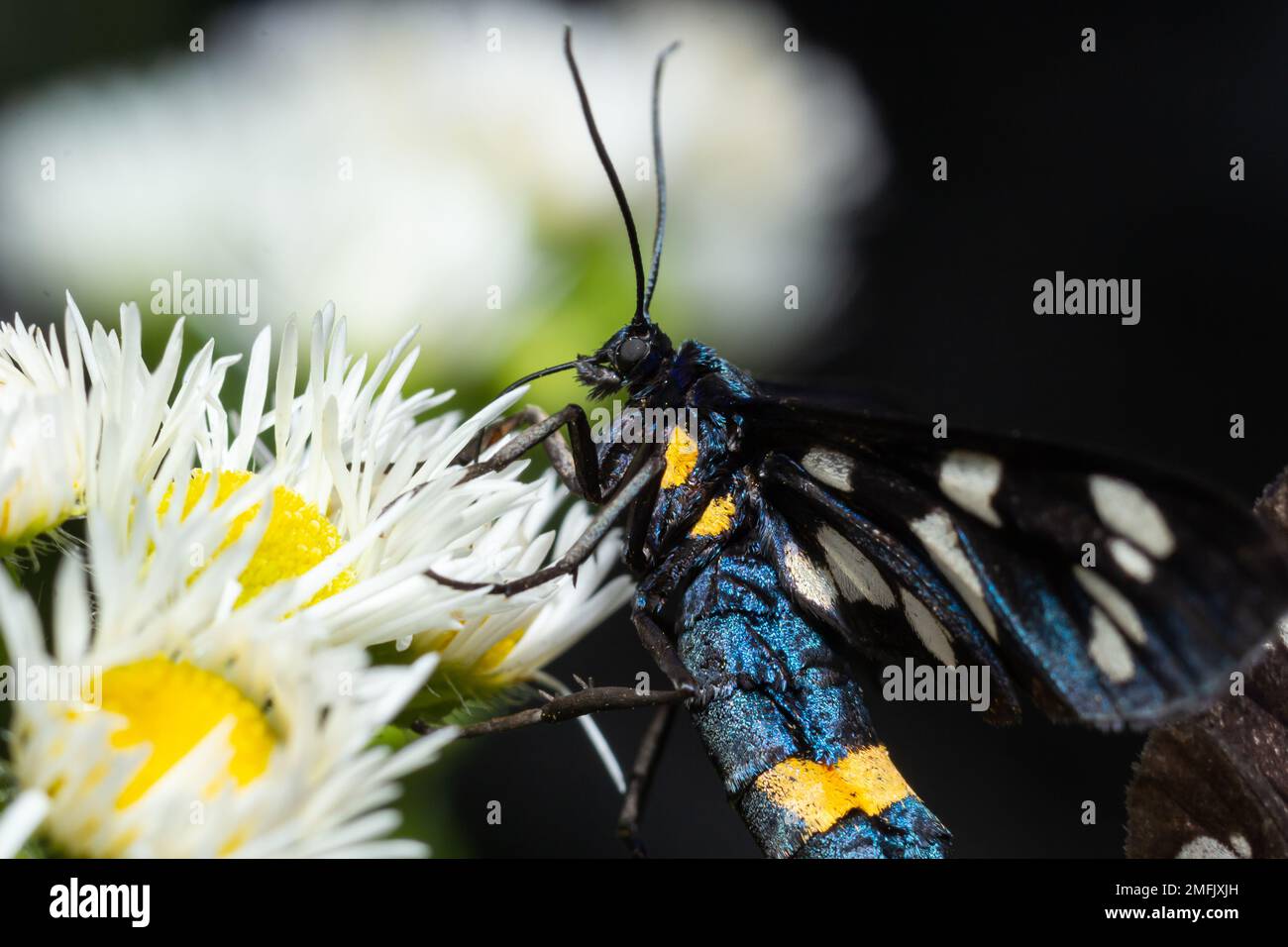 Neunfleckige Motte oder gelber Gürtel burnet, Amata phegea, vormals Syntomis phegea, Makro in Unkraut, selektiver Fokus, Oberer Freiheitsgrad Stockfoto