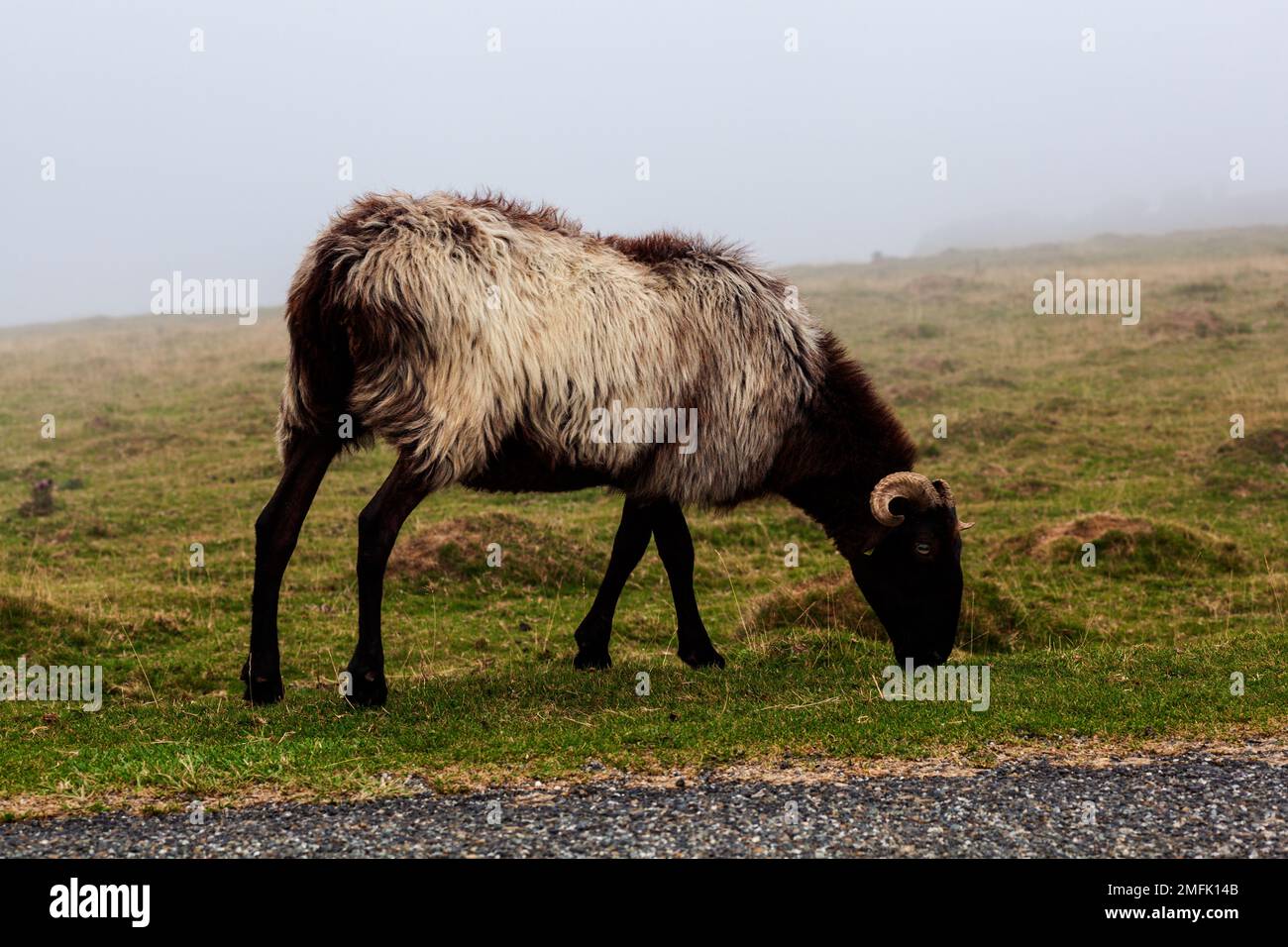 Eine einzelne Ziege auf einer Wiese, die am frühen Morgen im Nebel weidet, auf dem Weg des Heiligen Jakobus in den französischen Pyrenäen Stockfoto