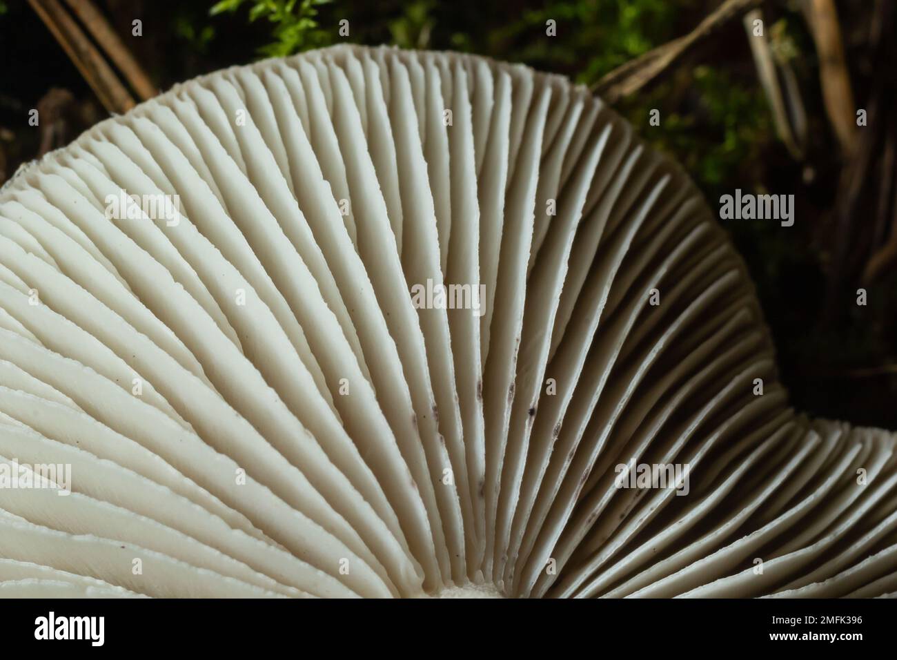 Selektiver Fokus, Nahaufnahme abstrakter Kappen von Champignon-Pilzen-Bodenansicht. Nahrungsmittelhintergrund, Makrofotografie eines Pilzes. Stockfoto