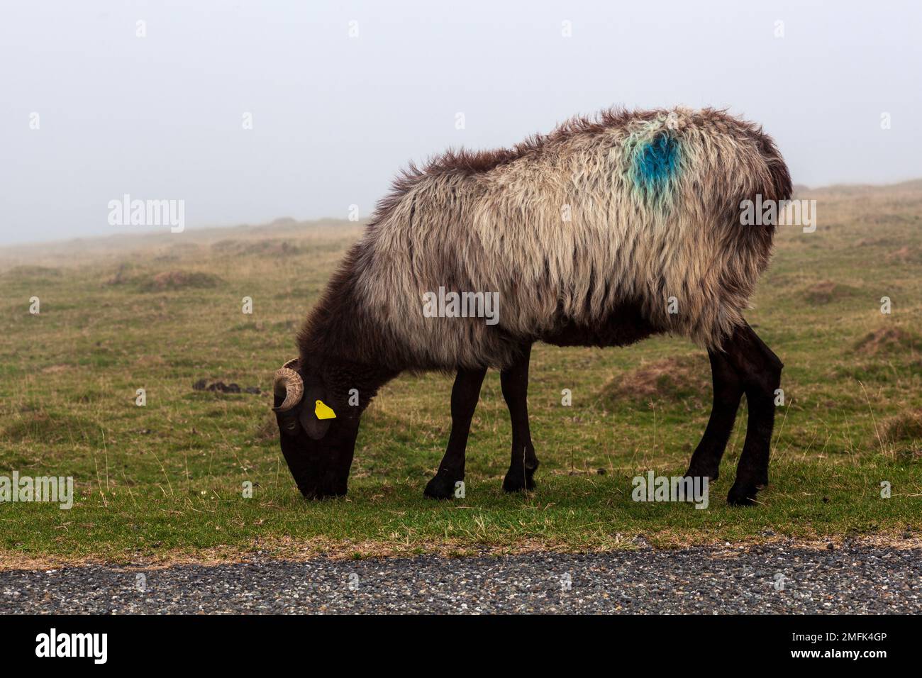 Eine einzelne Ziege auf einer Wiese, die am frühen Morgen im Nebel weidet, auf dem Weg des Heiligen Jakobus in den französischen Pyrenäen Stockfoto