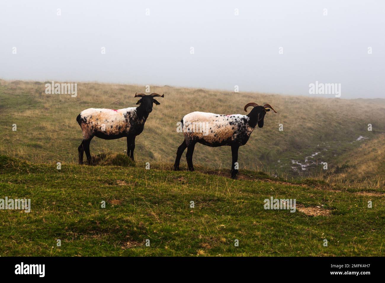 Ein paar Ziegen auf einer Wiese, die am frühen Morgen im Nebel grasen, auf dem Weg des Heiligen James in den französischen Pyrenäen Stockfoto