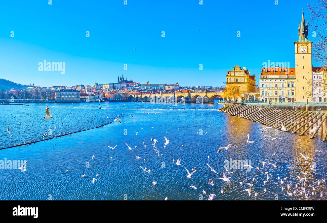 Die Schar weißer Möwen bei den hölzernen Eisbrechern im alten Wasserturm auf der Moldau in Prag, Tschechien Stockfoto