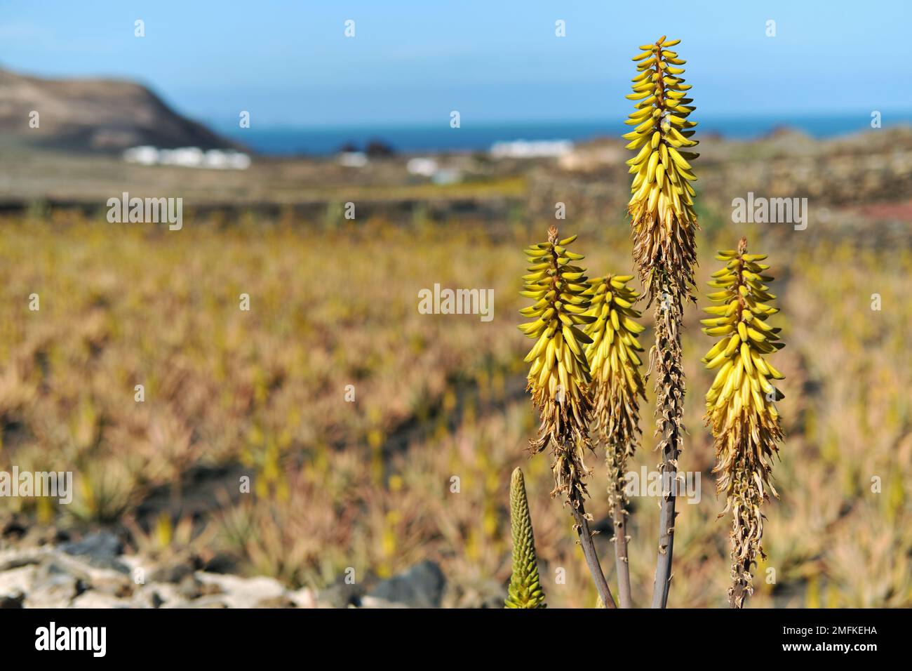 Blühende blühende, saftige Aloe-Pflanzen auf der Insel Lanzarote an sonnigen Tagen. Spanische Kanarische Inseln im Atlantischen Ozean. Stockfoto