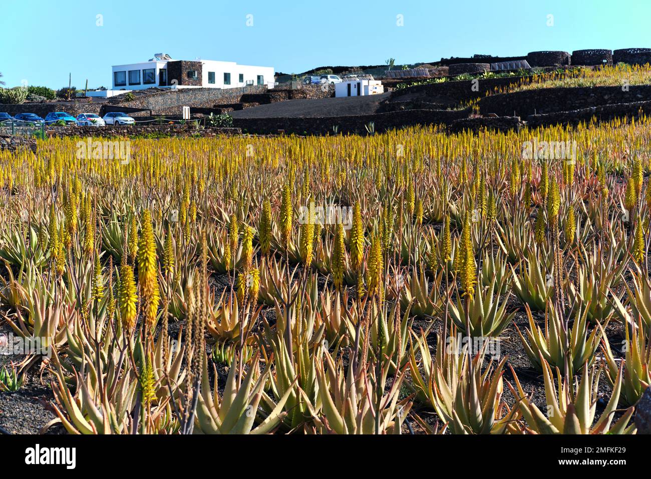 Blühende blühende, saftige Aloe-Pflanzen auf der Insel Lanzarote an sonnigen Tagen. Spanische Kanarische Inseln im Atlantischen Ozean. Stockfoto