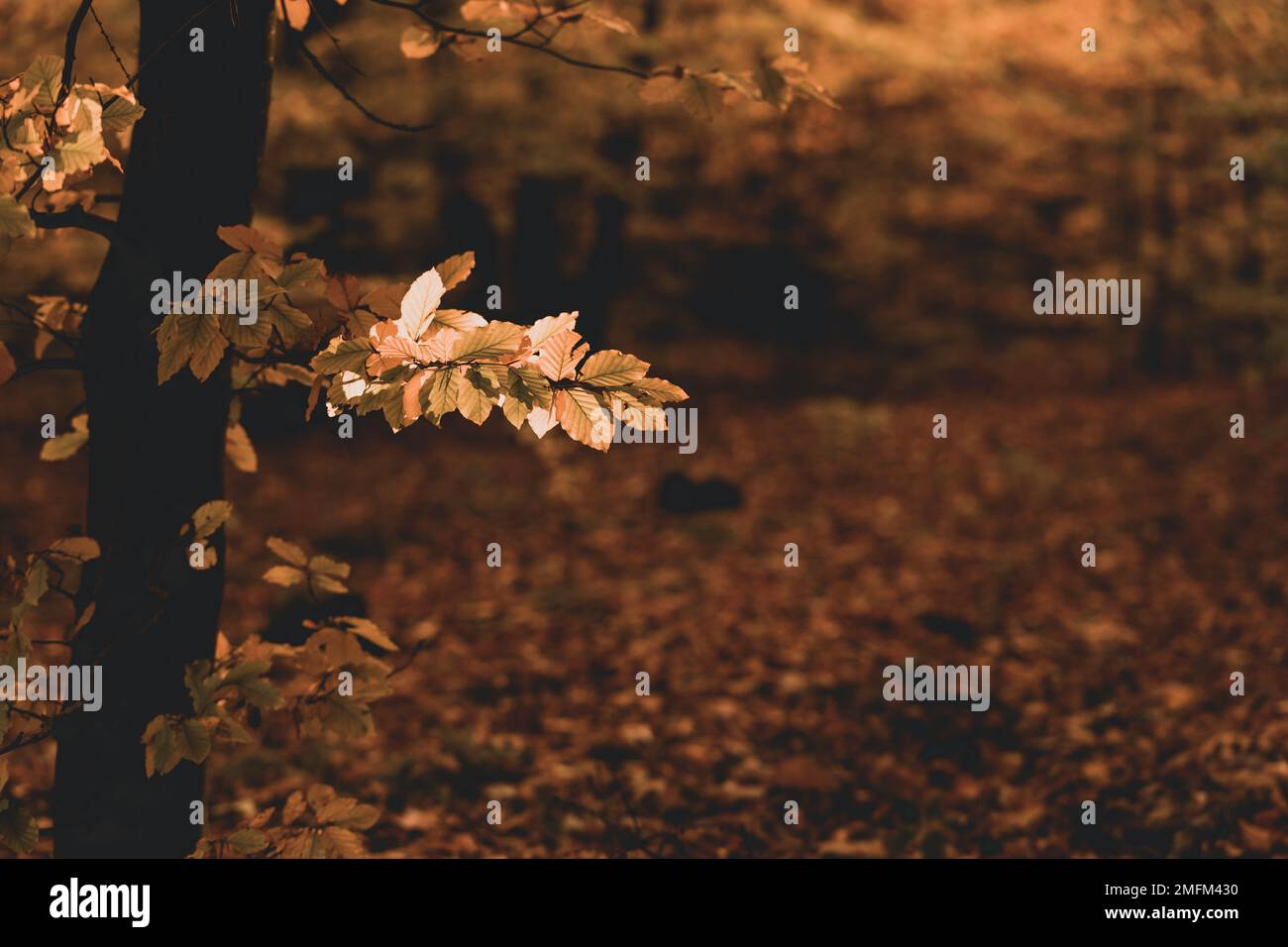 Die goldenen Farben der Herbstblätter, die Nahaufnahme eines Zweigs, der von der Morgensonne beleuchtet wird. Stockfoto