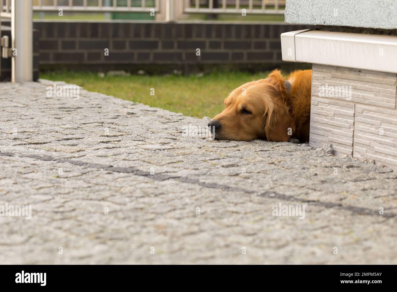 Golden Retriever Hund Stockfoto