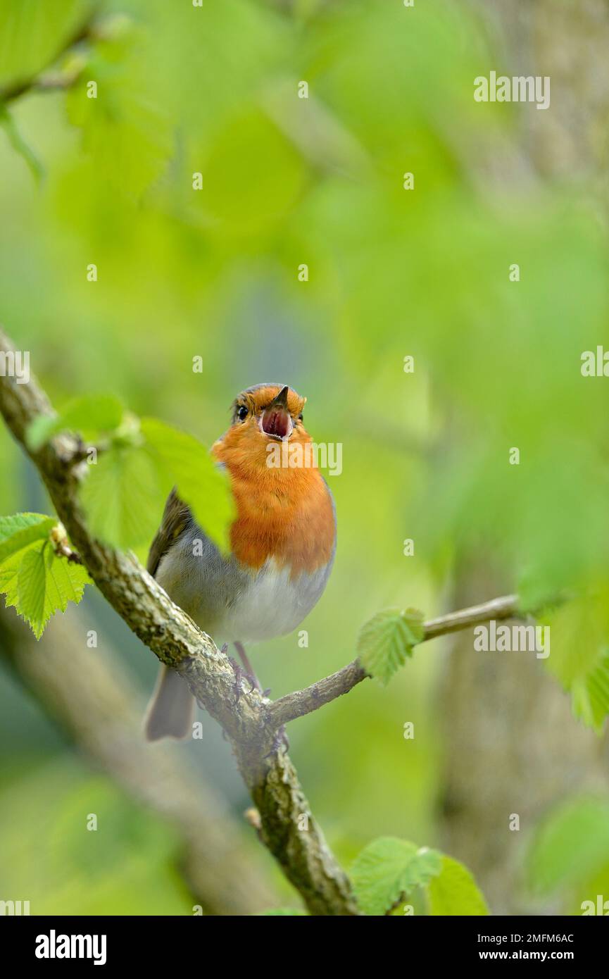 Robin (Erithacus rubecula), männlicher Gesang vom Steg im Elderbusch (Sambucus nigra) im Frühling, Edinburgh City Park, Schottland, Mai 2018 Stockfoto