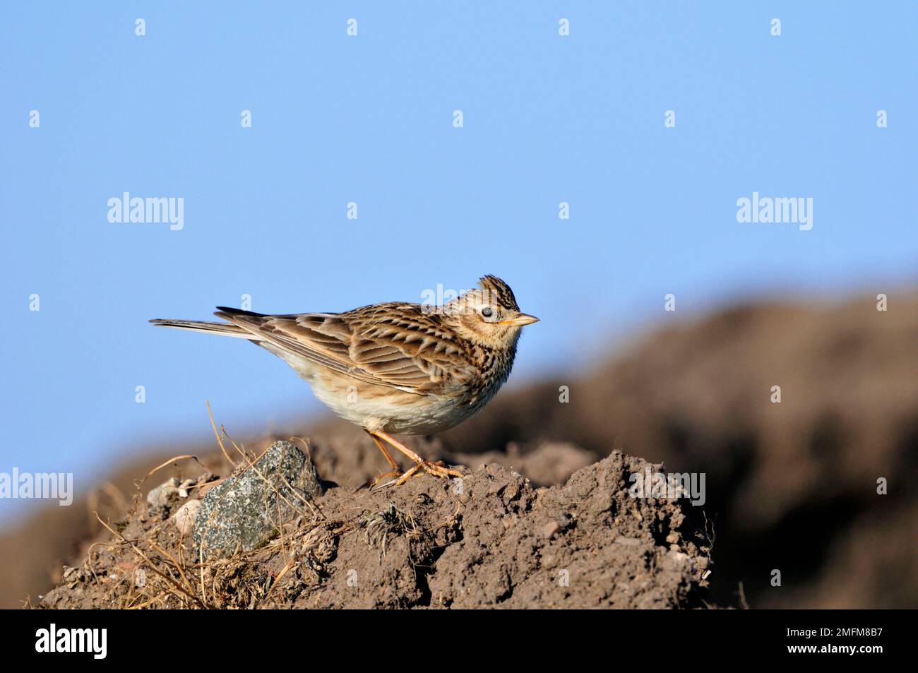 Skylark (Alauda arvensis) hoch oben auf einem Erdklumpen am Rande eines Ackerfeldes, Berwickshire, schottische Grenzen, Schottland, Mai 2009 Stockfoto