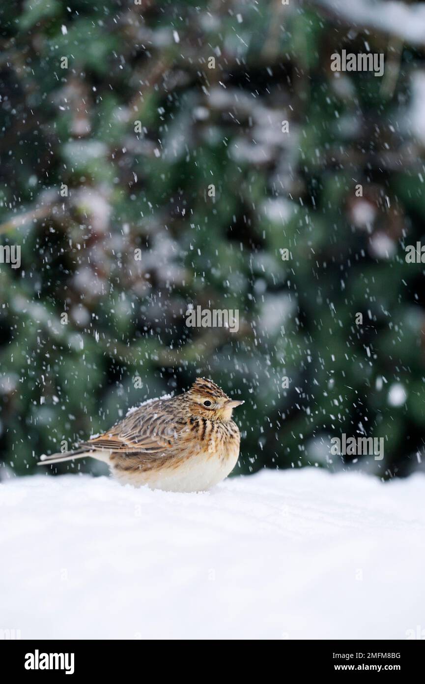 Skylark (Alauda arvensis) zog sich aufgrund des starken Schneefalls, der die natürlich vorkommende Nahrungsmittelversorgung Schottlands bedeckte, unter der Saatgutzuführung in einem Garten an Stockfoto