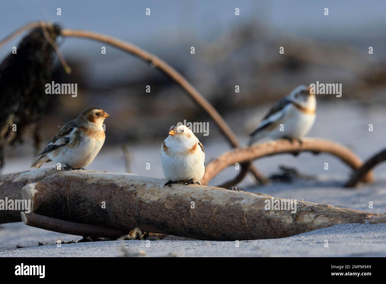 Snow Bunting (Plectrophenax nivalis), wandernde Wintervögel hoch oben auf Treibholz am Strand, Northumberland, England, März 2021 Stockfoto