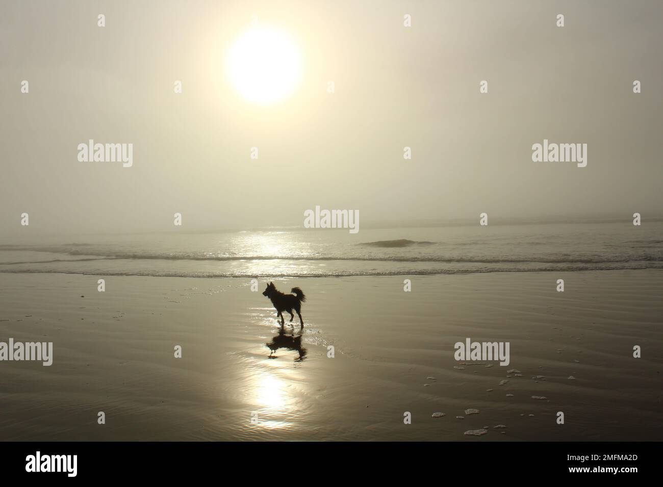 Hund am nebligen Strand bei Sonnenuntergang. Stimmungsvoller Hund am Strand Bild mit dem Hund in Harfe Kontrast zur nebligen, gelblichen Küste Stockfoto