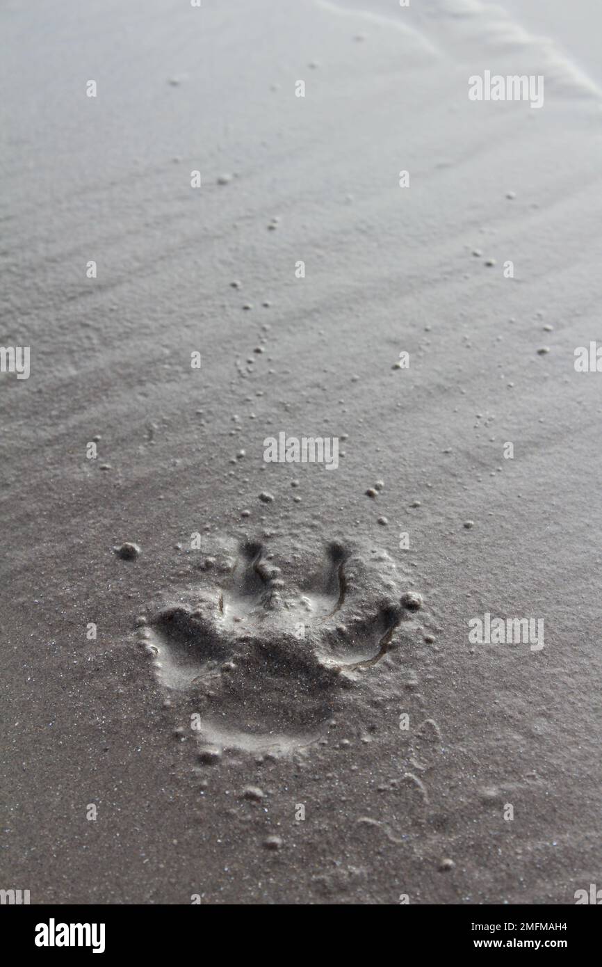 Hundepfote in nassem grauem Sand mit Platz zum Kopieren (Inch Beach, Irland). Tiertapete, Bildschirmschoner oder Hintergrundkonzept Stockfoto