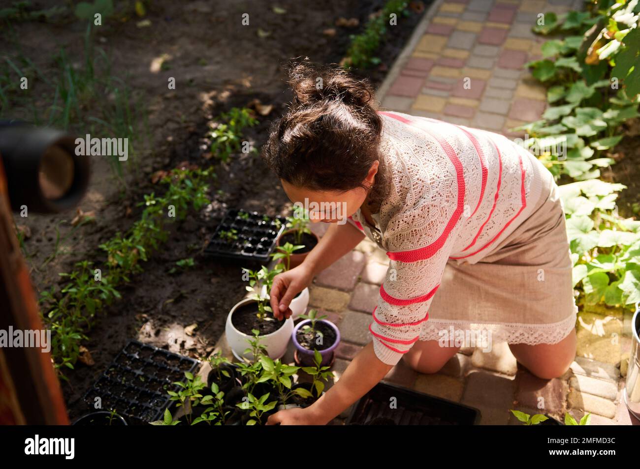 Eine junge, multiethnische, hübsche Frau, ein Amateurbauer, der Pfeffer pflanzte, keimte an einem frühen Frühlingstag. Aussaat, Anbau, Anbau von biologischem Gemüse Stockfoto