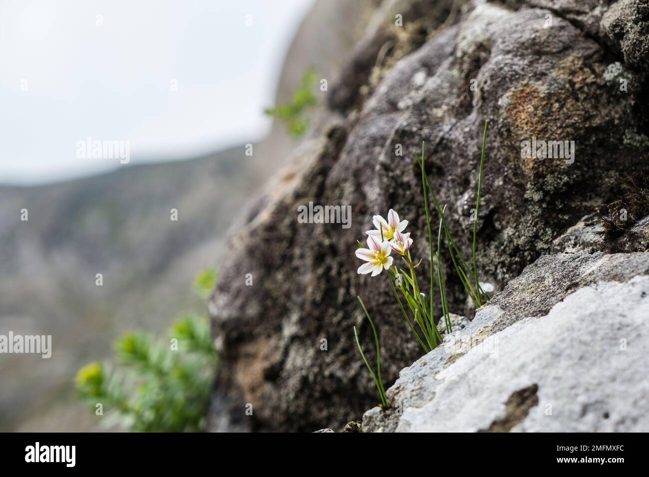 Blumen der Snowdon Lily (Gagea serotina oder Lloydia serotina) blühen auf Felsen an den Hängen des Mount Snowdon in den Bergen des Snowdonia National Park Stockfoto