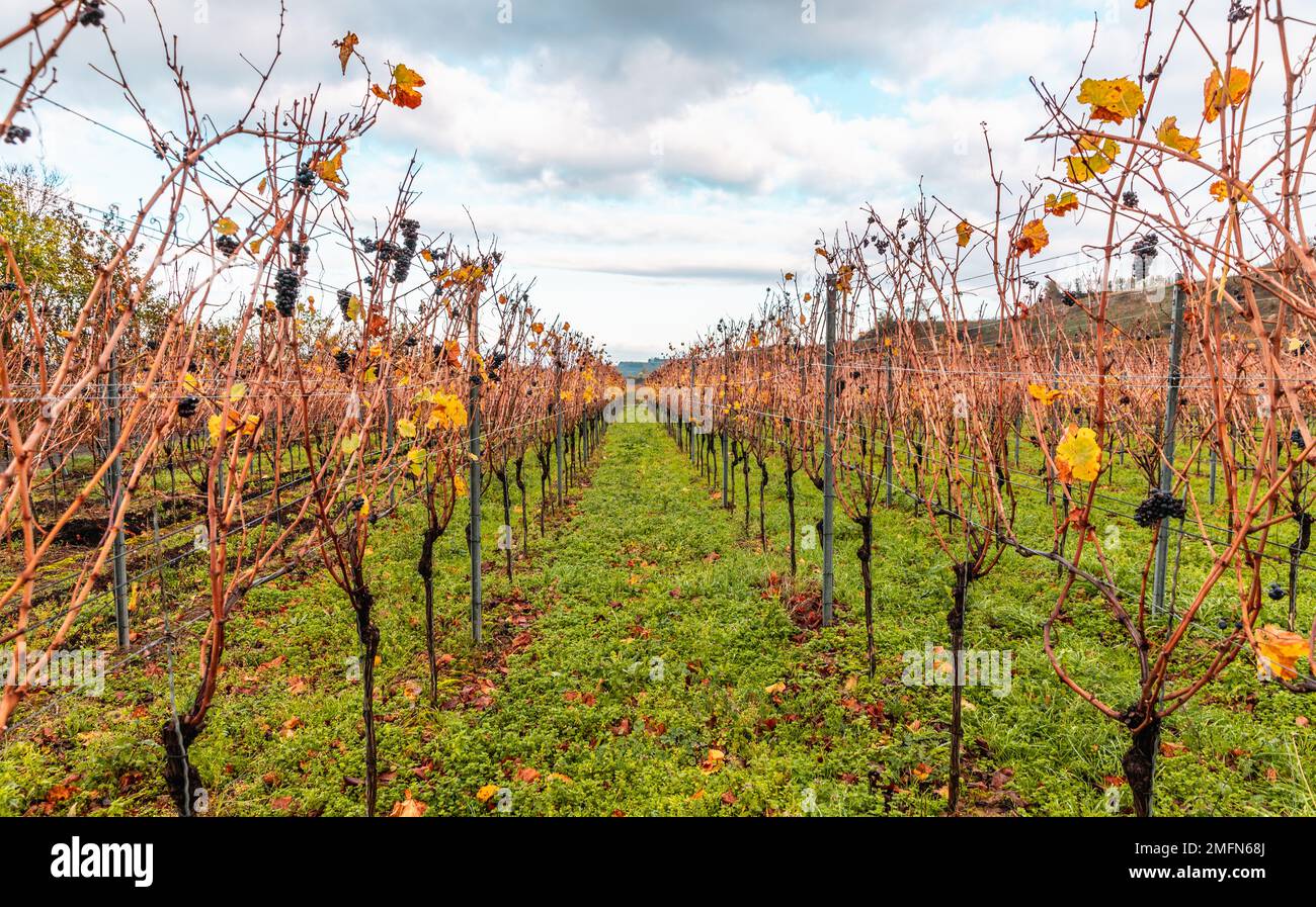 Herbstfarbene Weinberge im Kaiserstuhl Deutschland Stockfoto