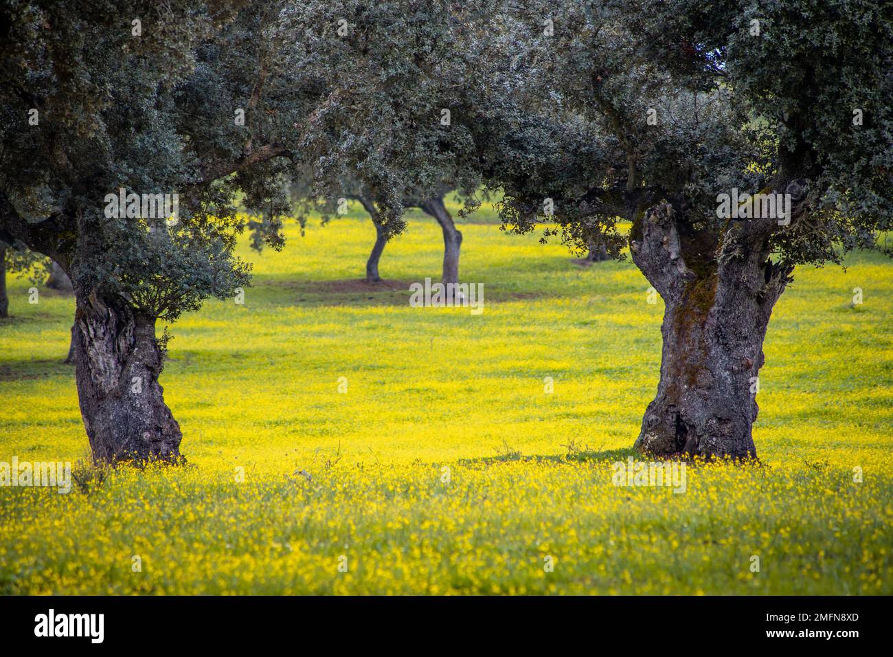 Holm-Eichen auf gelben Wiesen in Alentejo Stockfoto