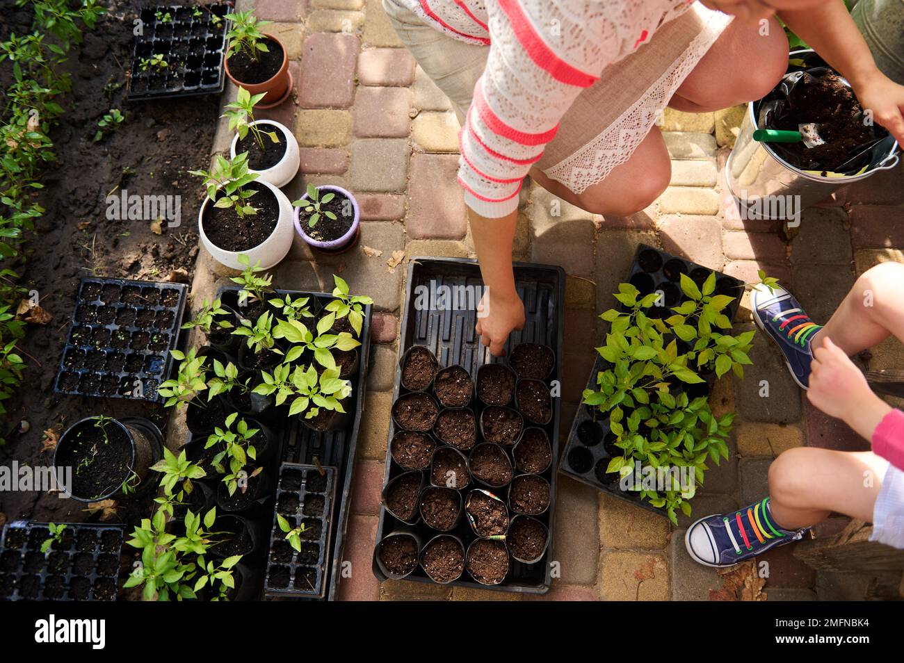 Nahaufnahme einer Gärtnerin, die Pfefferkeimlinge im Frühling bei Sonnenuntergang transplantiert. Wirtschaft, Ökologie, Landwirtschaft, Bio-Gartenbau, Stockfoto