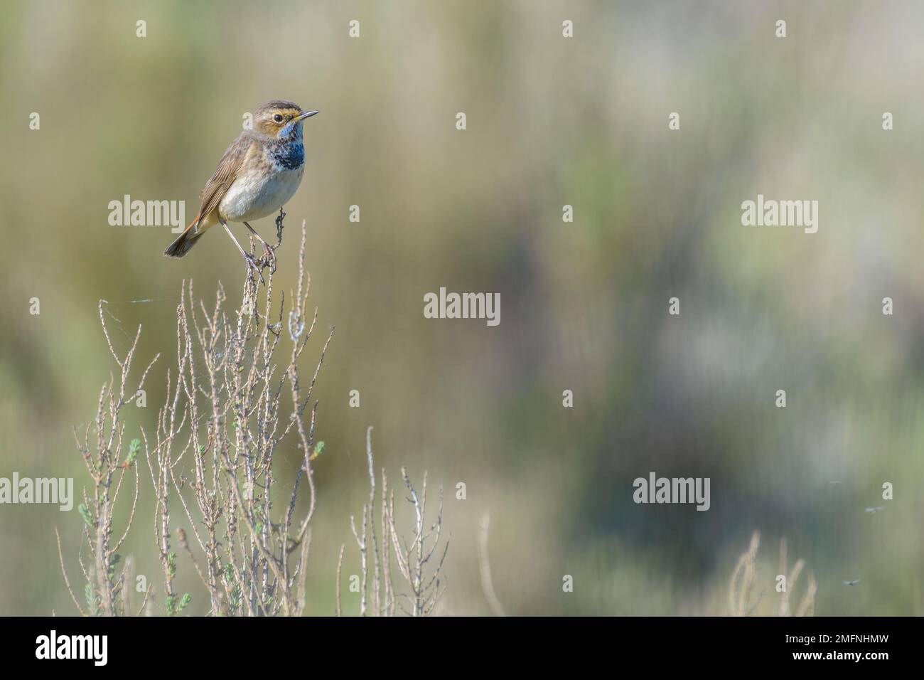 Bluethroat Luscinia svecica weiblicher Vogel hoch oben auf einem Zweig in Salzmarsch-Peeling Charente-Maritime, Frankreich Stockfoto