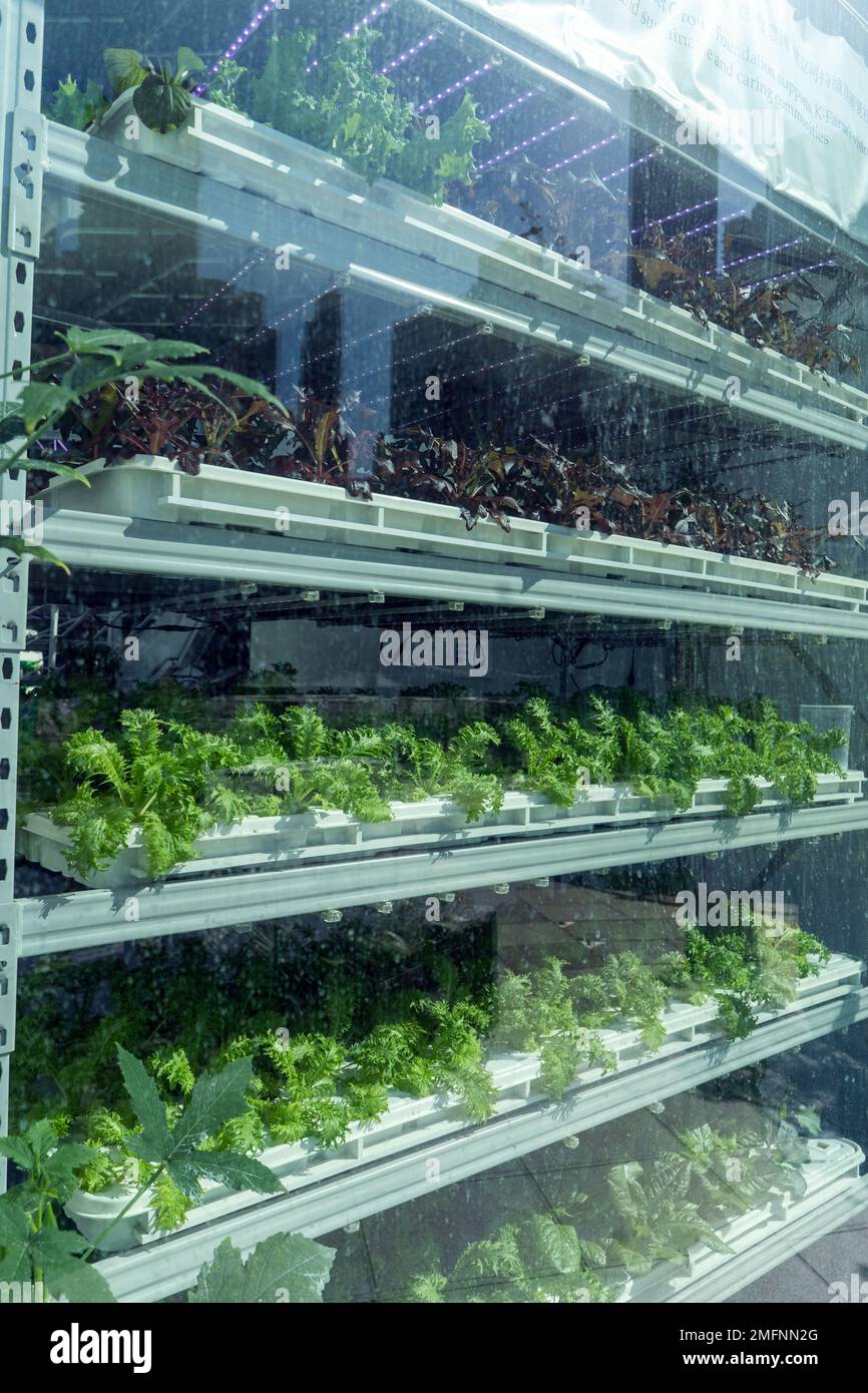 K-FARM ist die erste städtische Farm in Hongkong mit Hydrokultur, Aquaponik und biologischem Landbau. Stockfoto