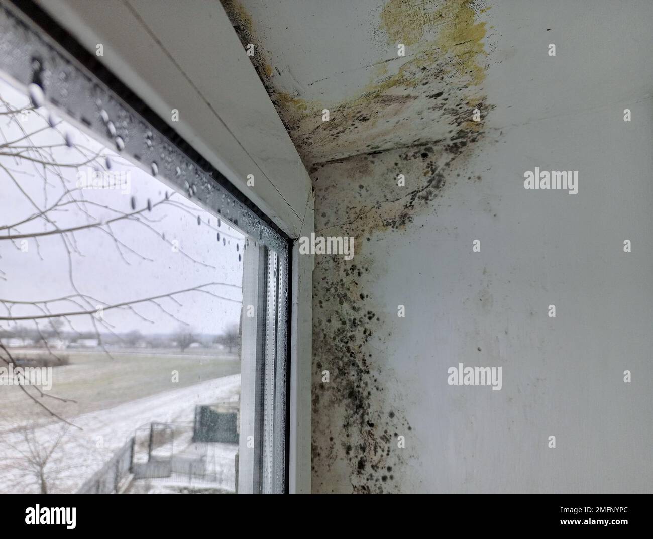 Schimmel in der Ecke des Fensters an der Wand und Neigung. Die Ausbreitung von Pilzen im Haus Stockfoto