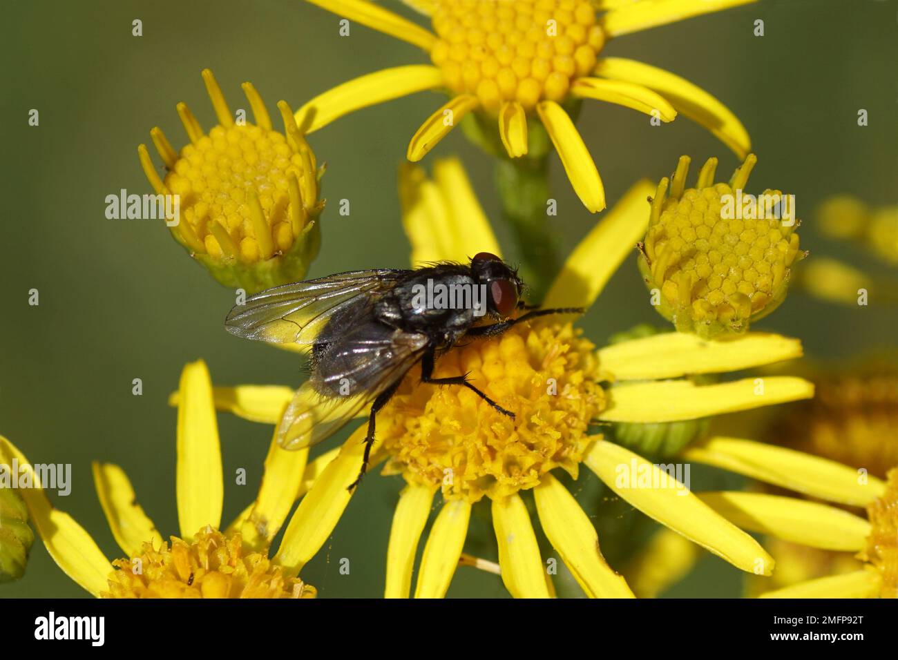 Weibliche Fliege Morellia, Familienhausfliegen (Muscidae) auf den Blüten von Ragwurz (Senecio jacobaea), Familie Asteraceae oder Asteraceae. Sommer Stockfoto