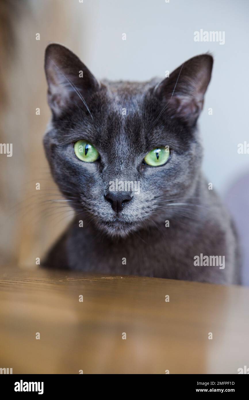 Schöne Katze, die in die Kamera schaut. Graue Katze mit grünen Augen, liebevolles und glückliches Haustier. Ideale Haustiere für Kinder. Stockfoto