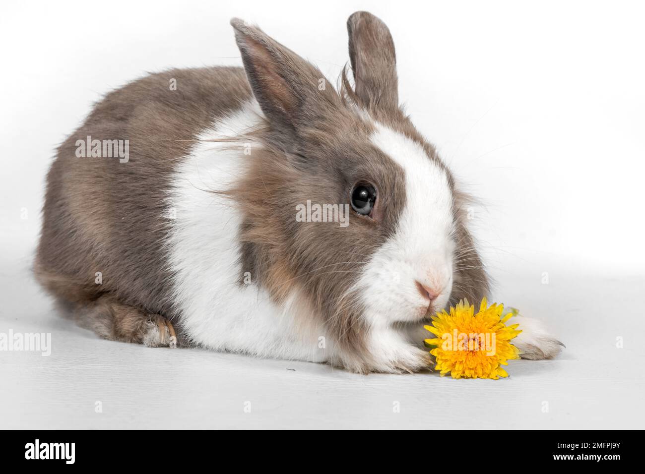 Porträt eines grauen Kaninchens mit Löwenzahnblumen auf weißem Hintergrund. Das Kaninchen sitzt und schaut weg Stockfoto
