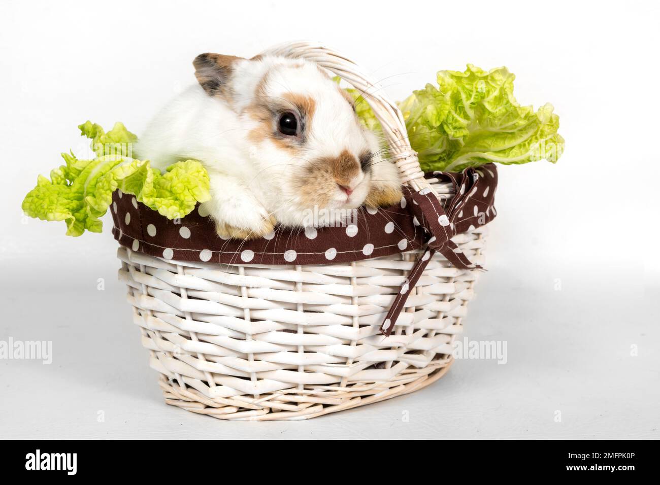 Porträt eines grauen Kaninchens mit Grünkohl in einem Korb auf weißem Hintergrund. Das Haustier frisst Kohl und schaut weg Stockfoto