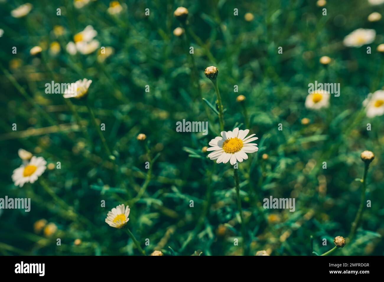 Wunderschöne weiße Gänseblümchen, die auf der Wiese wachsen. Großer Blickwinkel Stockfoto