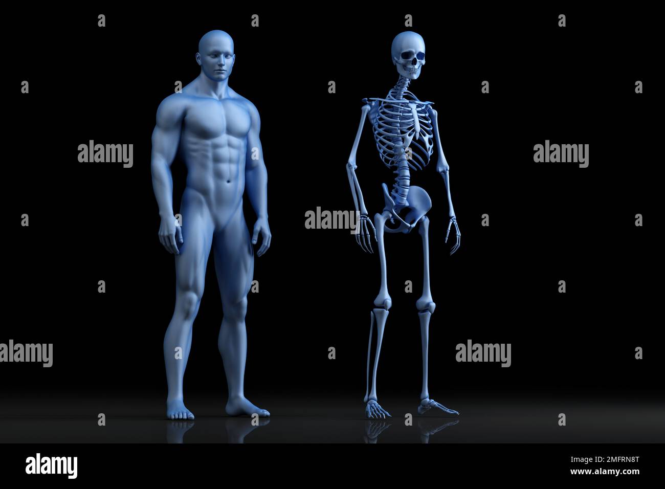 Darstellung der männlichen Anatomie. Das Skelett. 3D Abbildung Stockfoto
