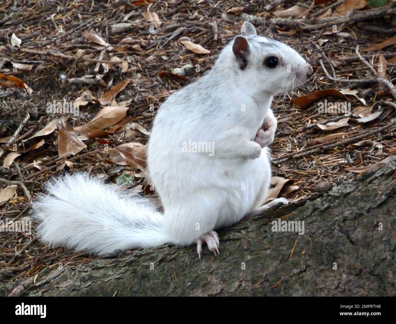 Nahaufnahme eines weißen Eichhörnchens aus Brevard, North Carolina Stockfoto