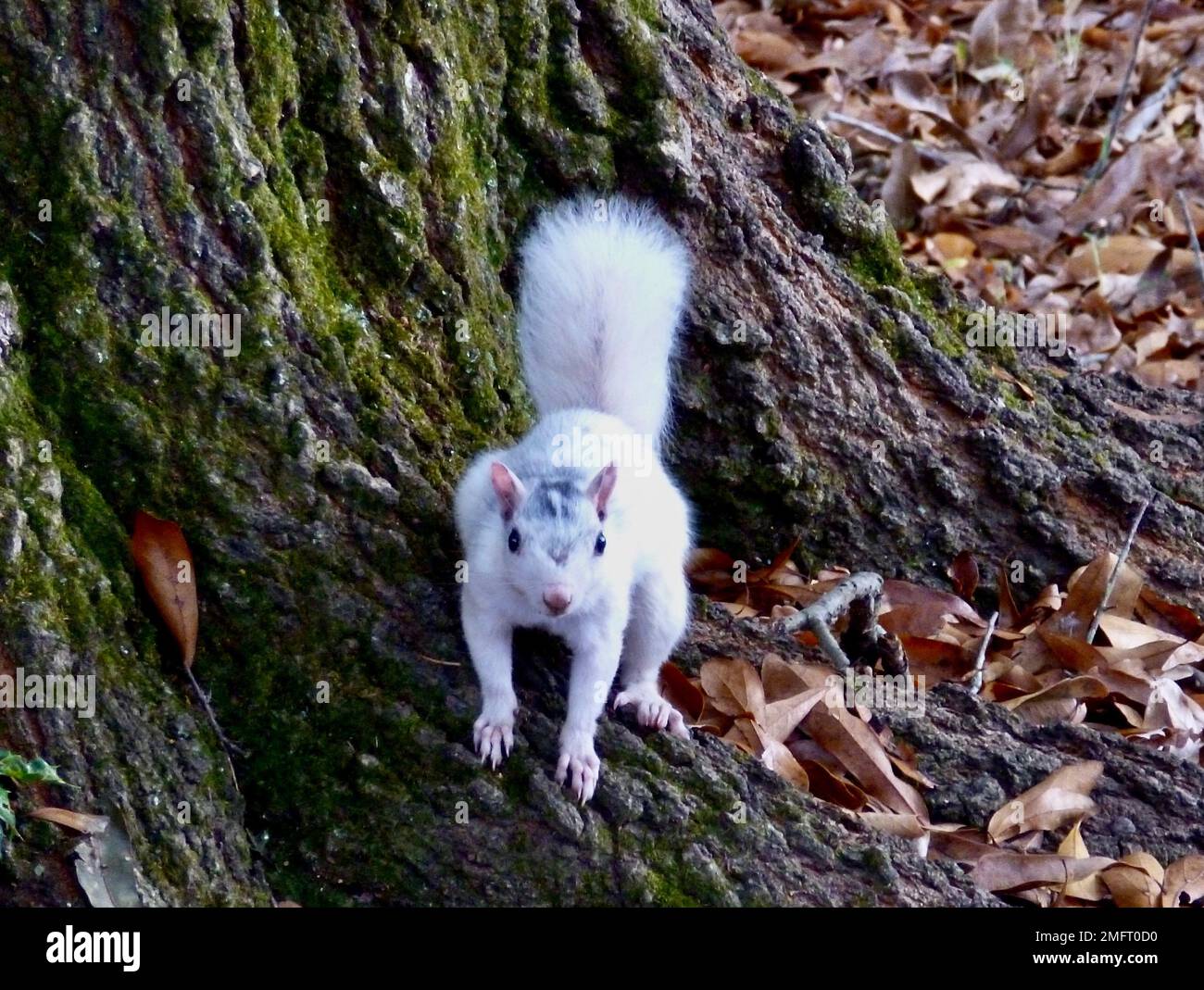 Nahaufnahme eines weißen Eichhörnchens aus Brevard, North Carolina Stockfoto