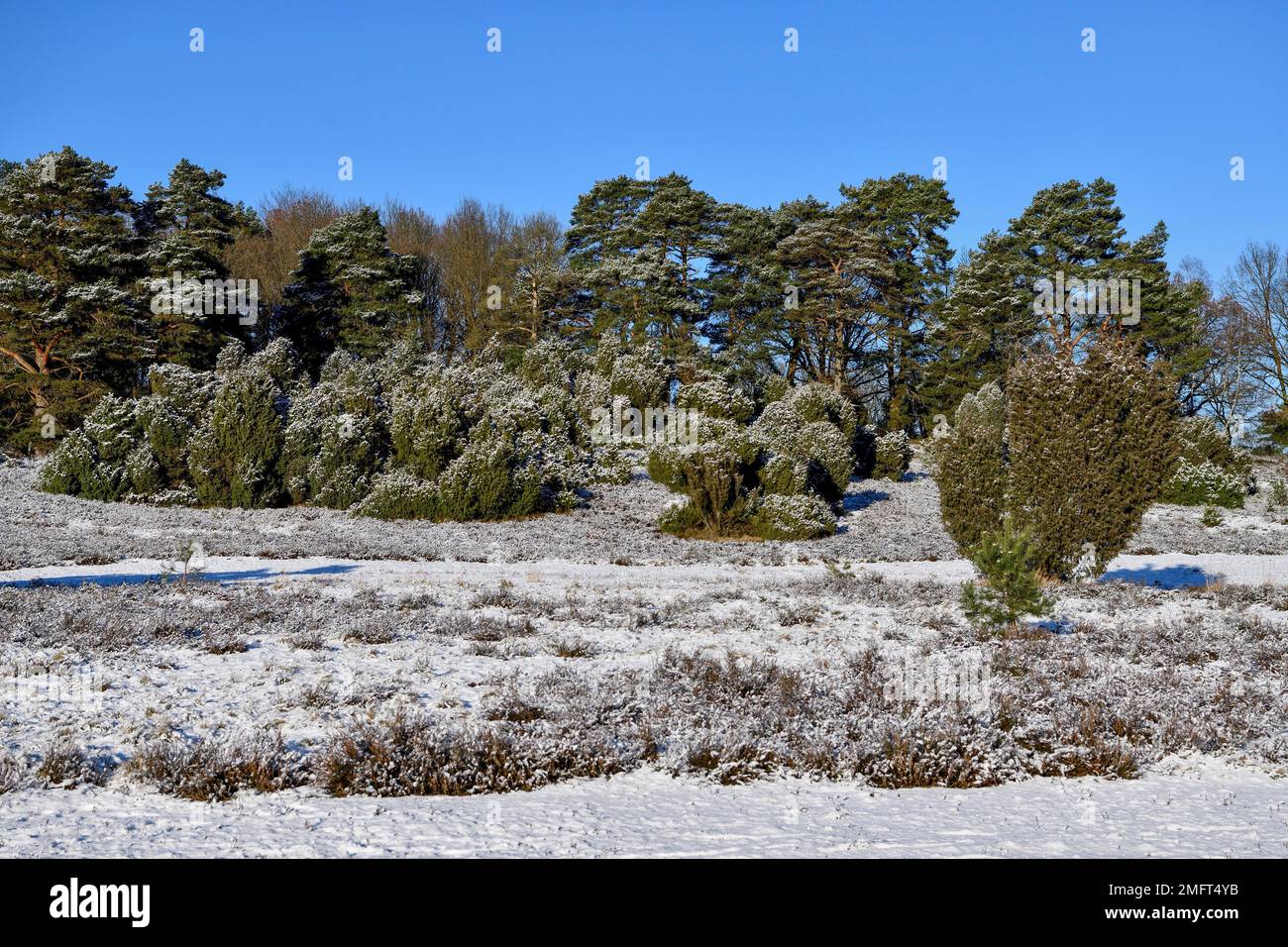 Schneebedeckte Landschaft im Naturpark Lueneburg Heath, in der Nähe von Haverbeck, Heidekreis, Niedersachsen, Deutschland Stockfoto