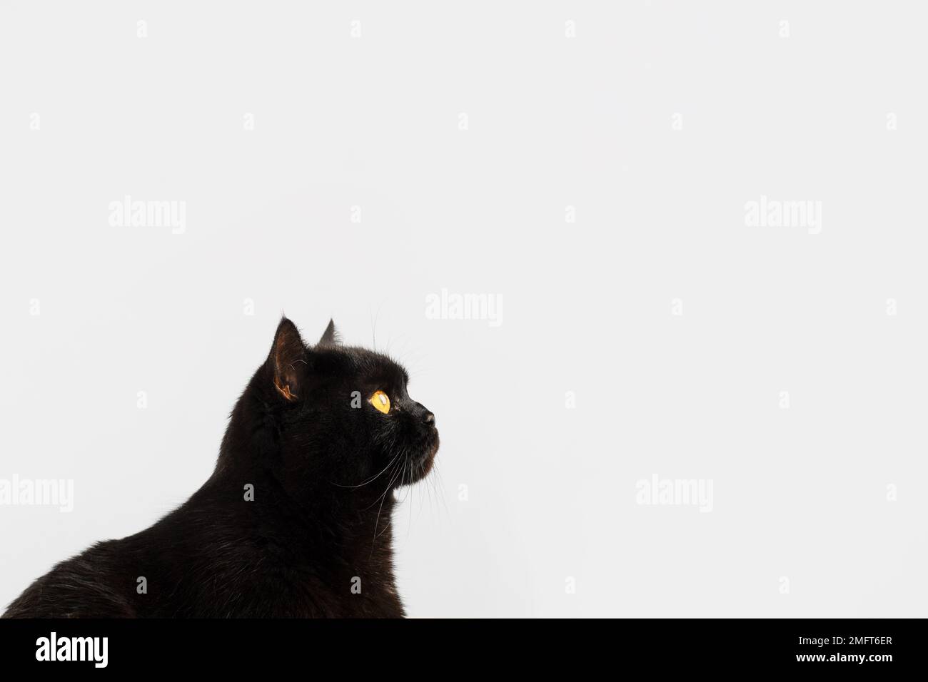 Eine schwarze flauschige britische Zuchtkatze mit gelben Augen auf grauem Hintergrund und Platz für Text. Stockfoto