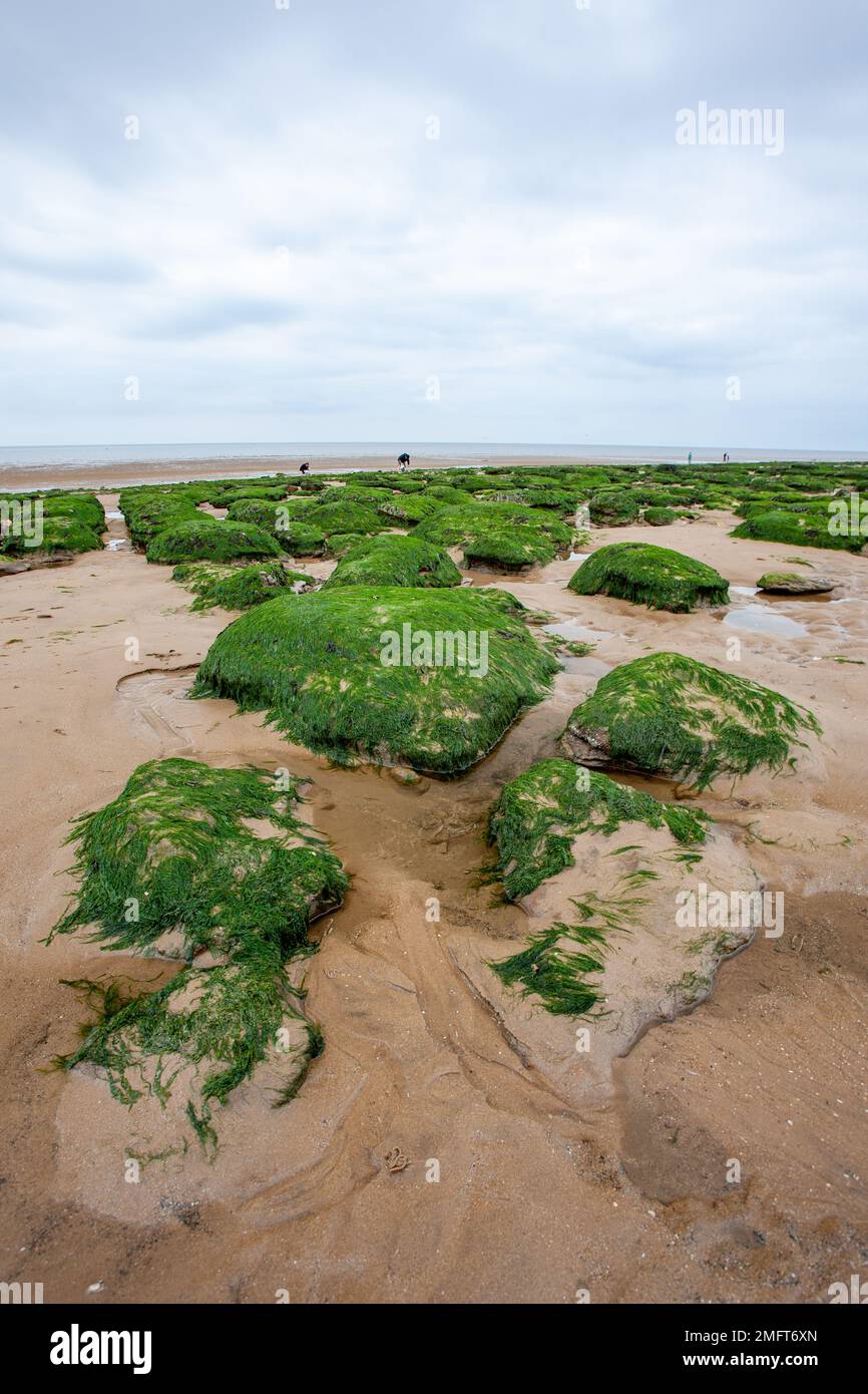 Low Tide, East Anglia Coast, England, Großbritannien. Ein Blick auf den Sandstrand und auf den wolkigen, aber ruhigen Nordsee-Horizont voller Seetang-Felsen. Stockfoto