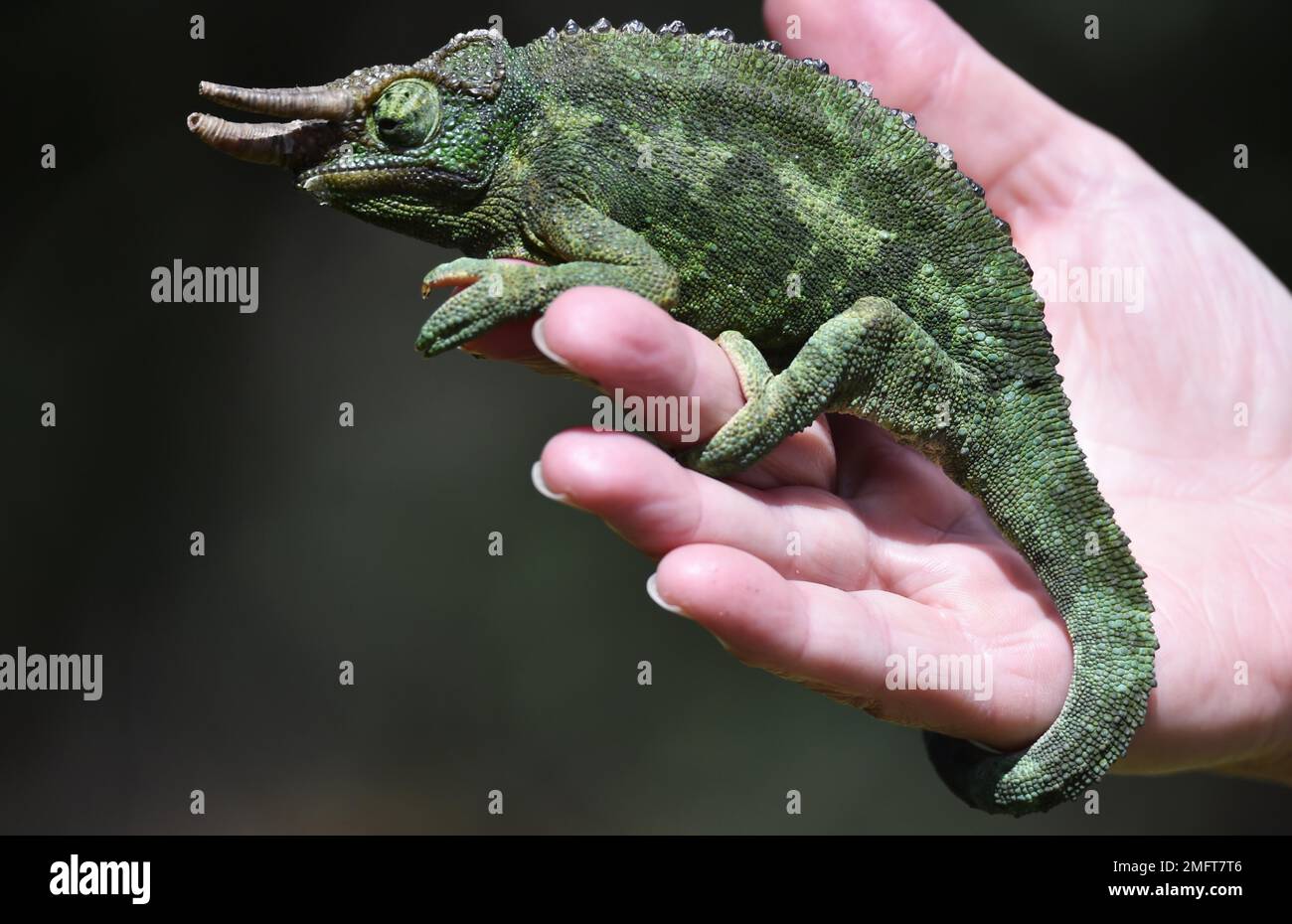 Jacksons HornChamäleon (Trioceros Jacksonii) in Kenia Stockfoto