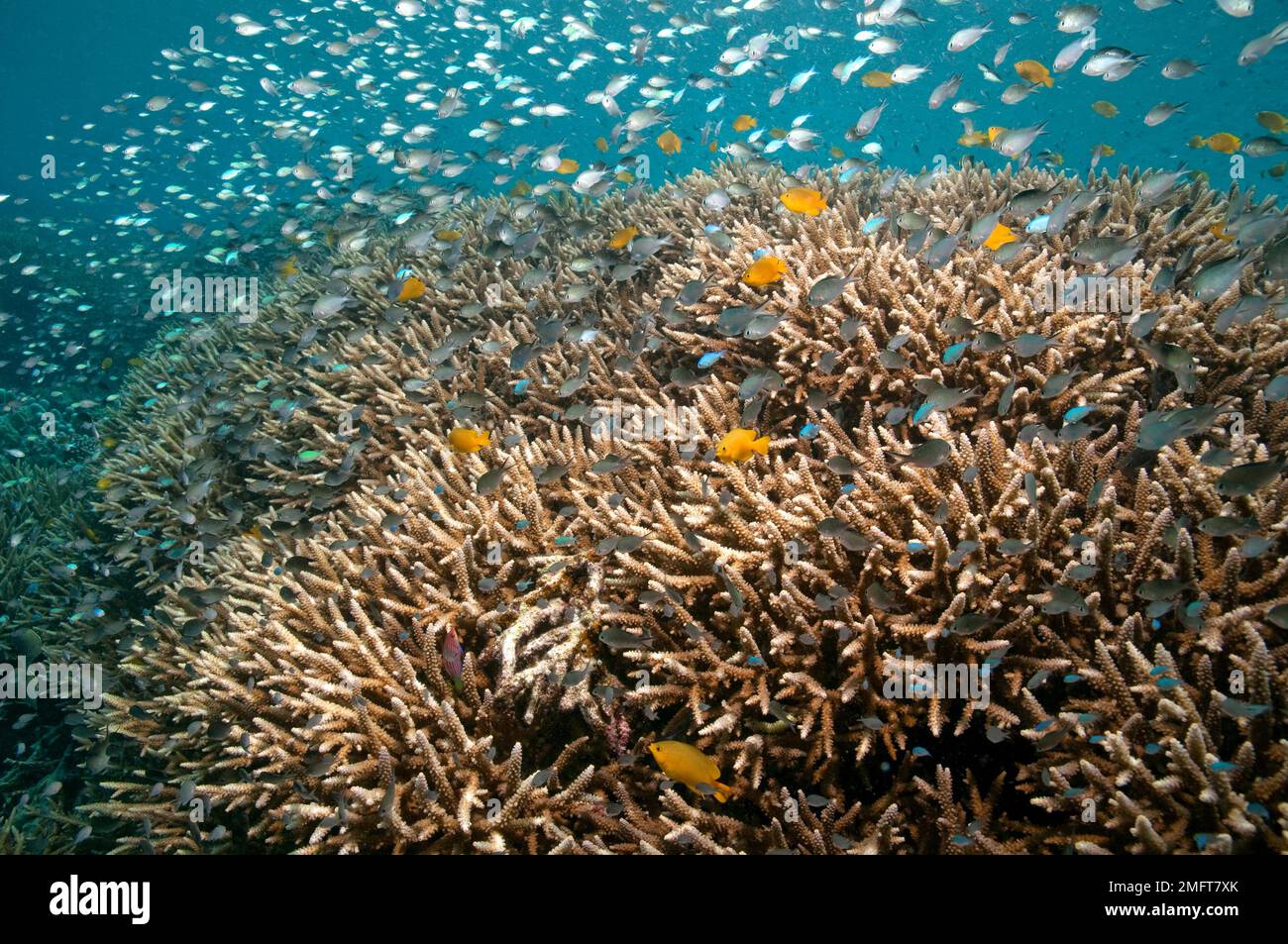 Kleine Sitzstangen, Fische über einem Korallenriff, Indonesien Stockfoto