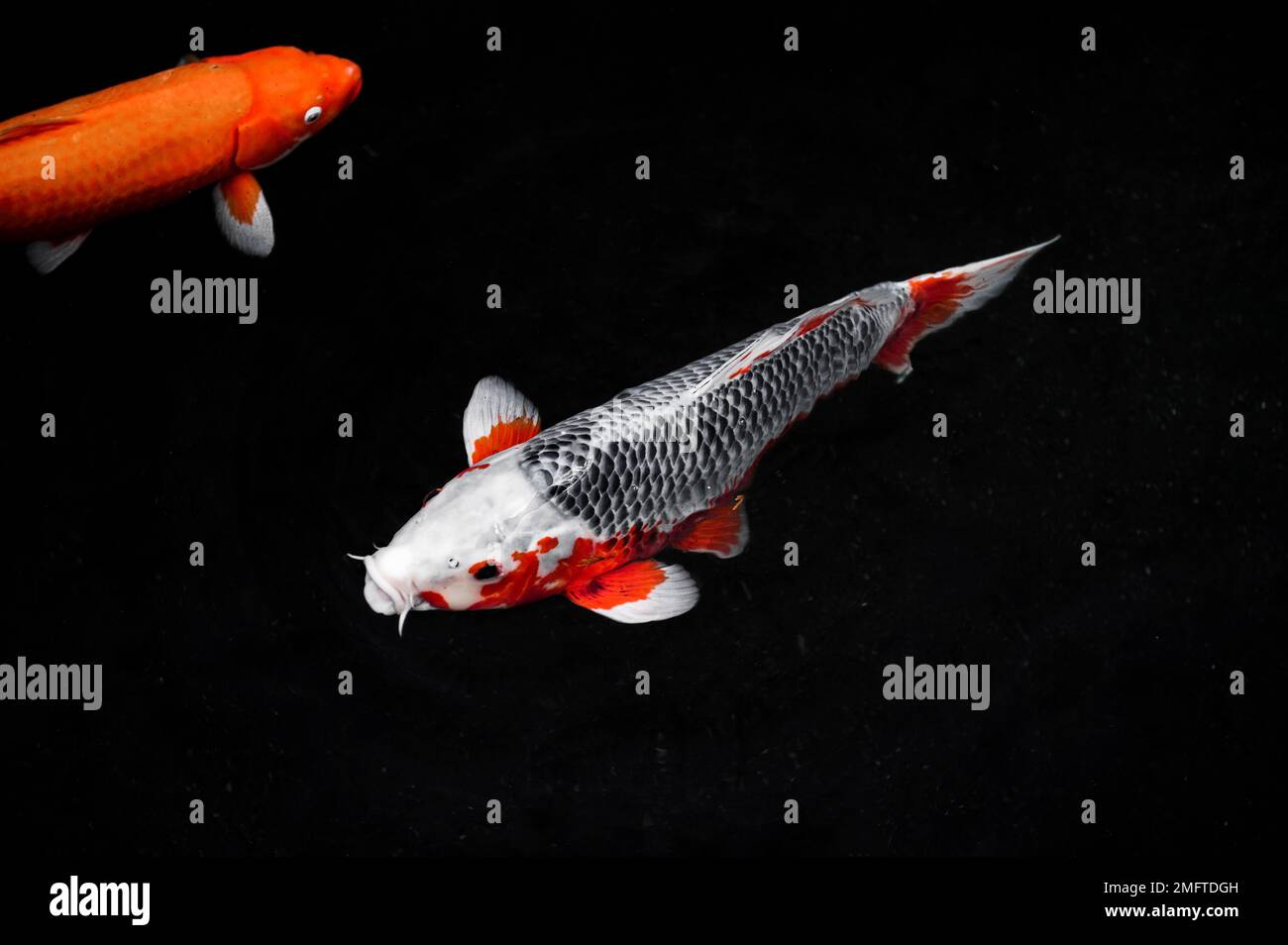 Draufsicht farbenfrohe Koi-Fische Stockfoto