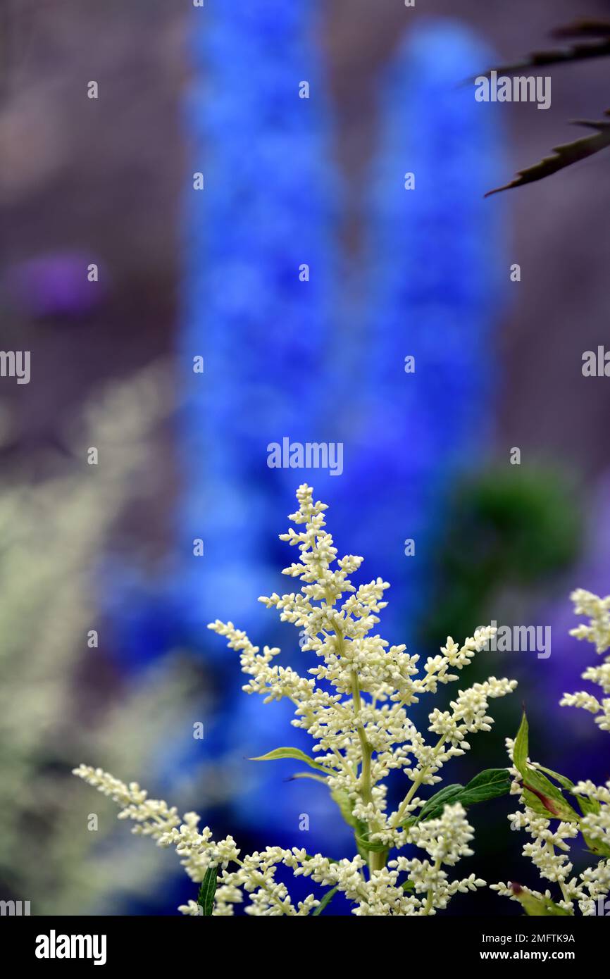 Artemisia lactiflora guizhou Gruppe, Delphinium Blue Bird, weiße und blaue Blumen, Blüten, Kontrast, Kontrastfarben, Komplementärfarben, gemischte pla Stockfoto