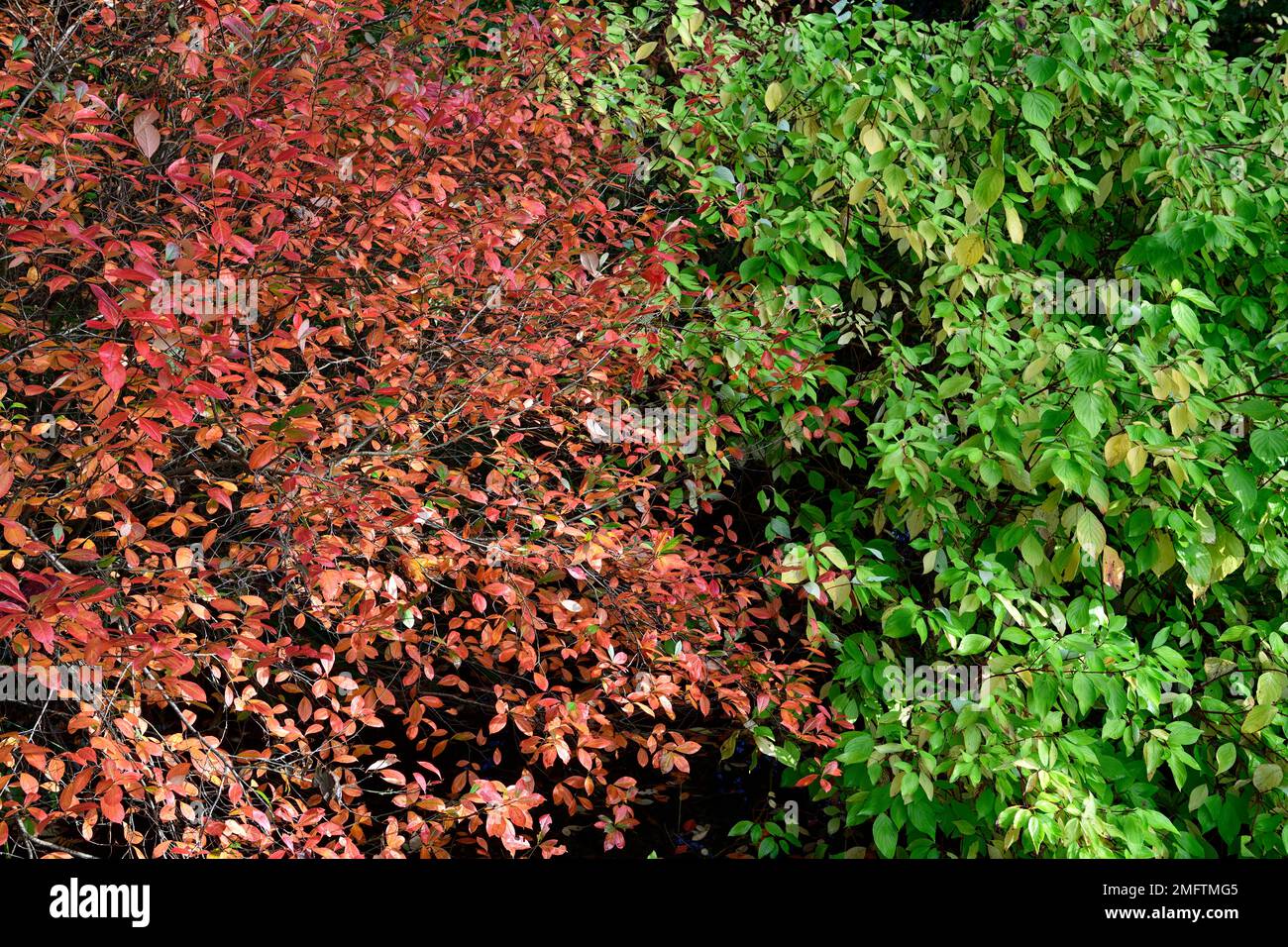 Orangefarbene Blätter, gelbes orangefarbenes Laub, Herbst, Herbst, Farbe, Farben, Bäume im Herbst, rote Stämme, herbstliche Farben auf Bäumen, Blumenmuster Stockfoto