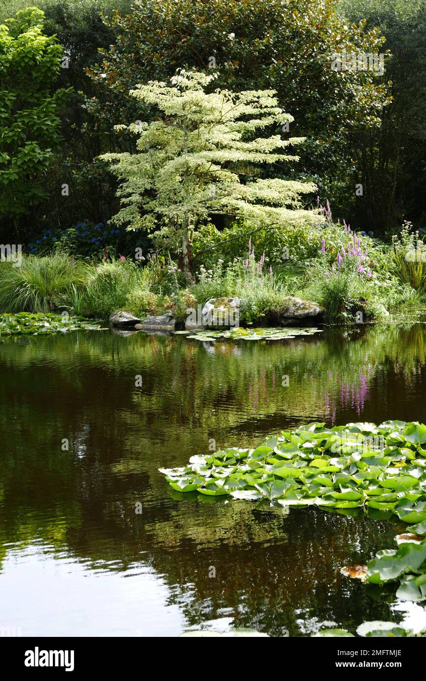 Parc Botanique de Cornouaille, Combrit, Pont L Abbe, Finistere; Bretagne; Bretagne, Frankreich, Europa Stockfoto