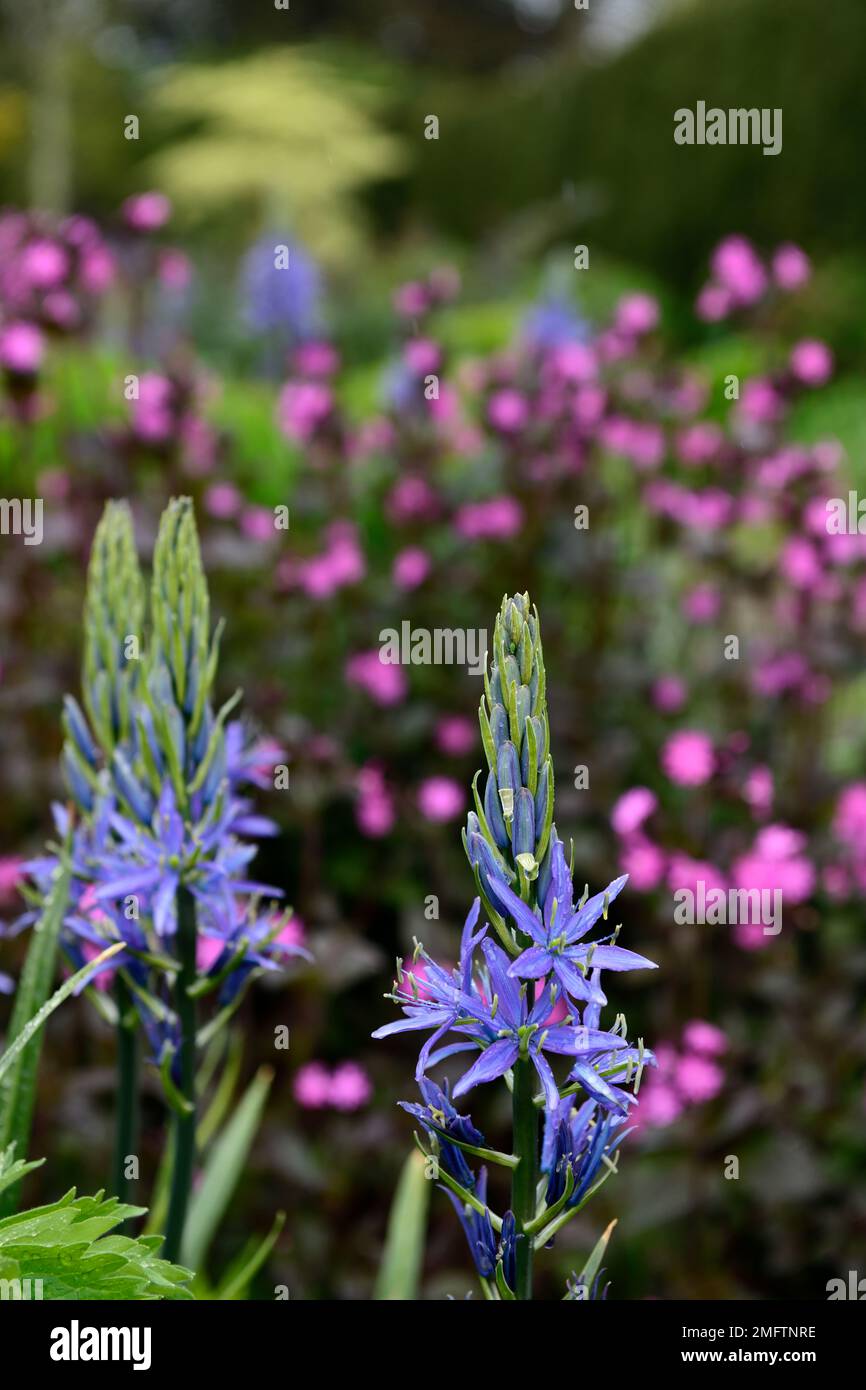 Camassia leichtinii caerulea, silene dioica, blaue und rosafarbene Blumen, blaue rosafarbene Blume, Blütenkombination, camassia und silene, gemischte Pflanzen, RM-Blumen Stockfoto